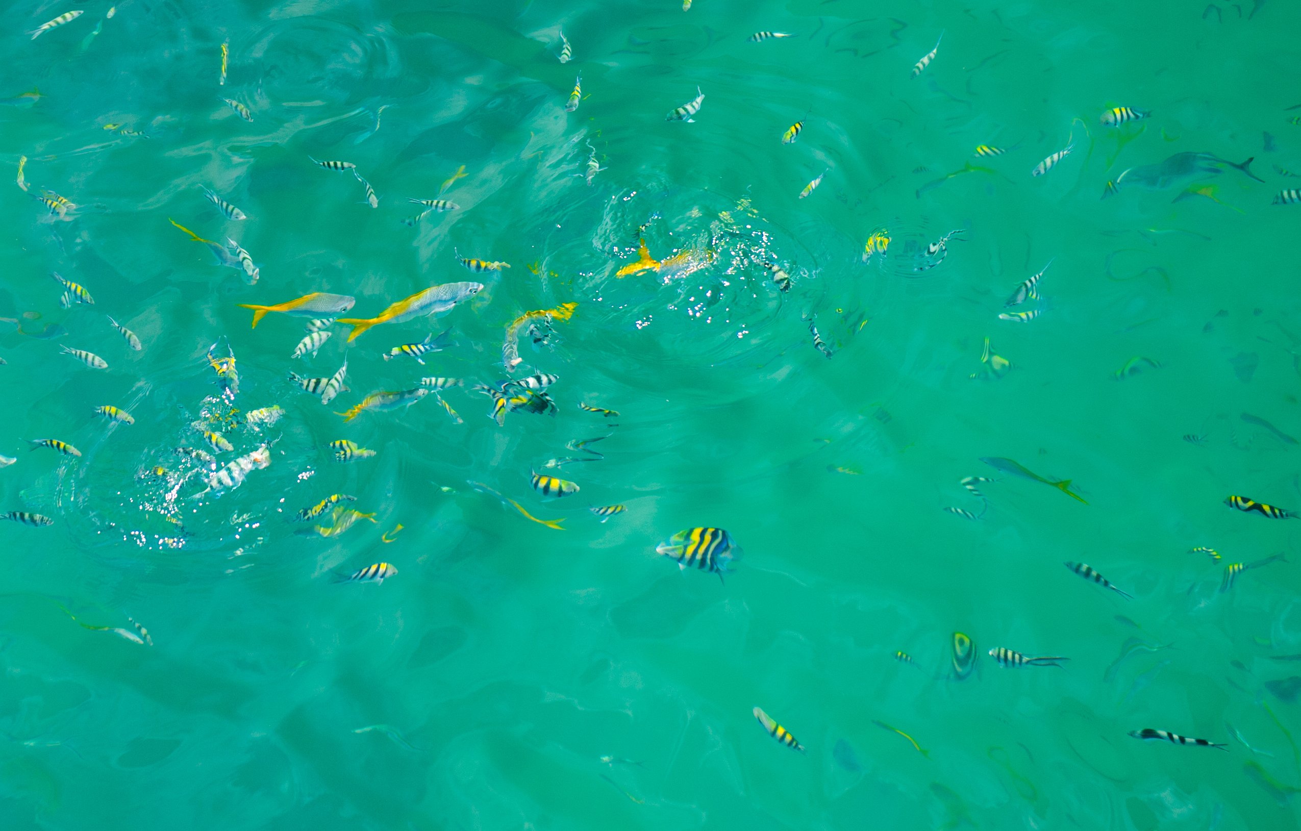 Marine Park Full-Day Kayaking & Snorkeling Tour - Koh Samui, Thailand (20 of 37)