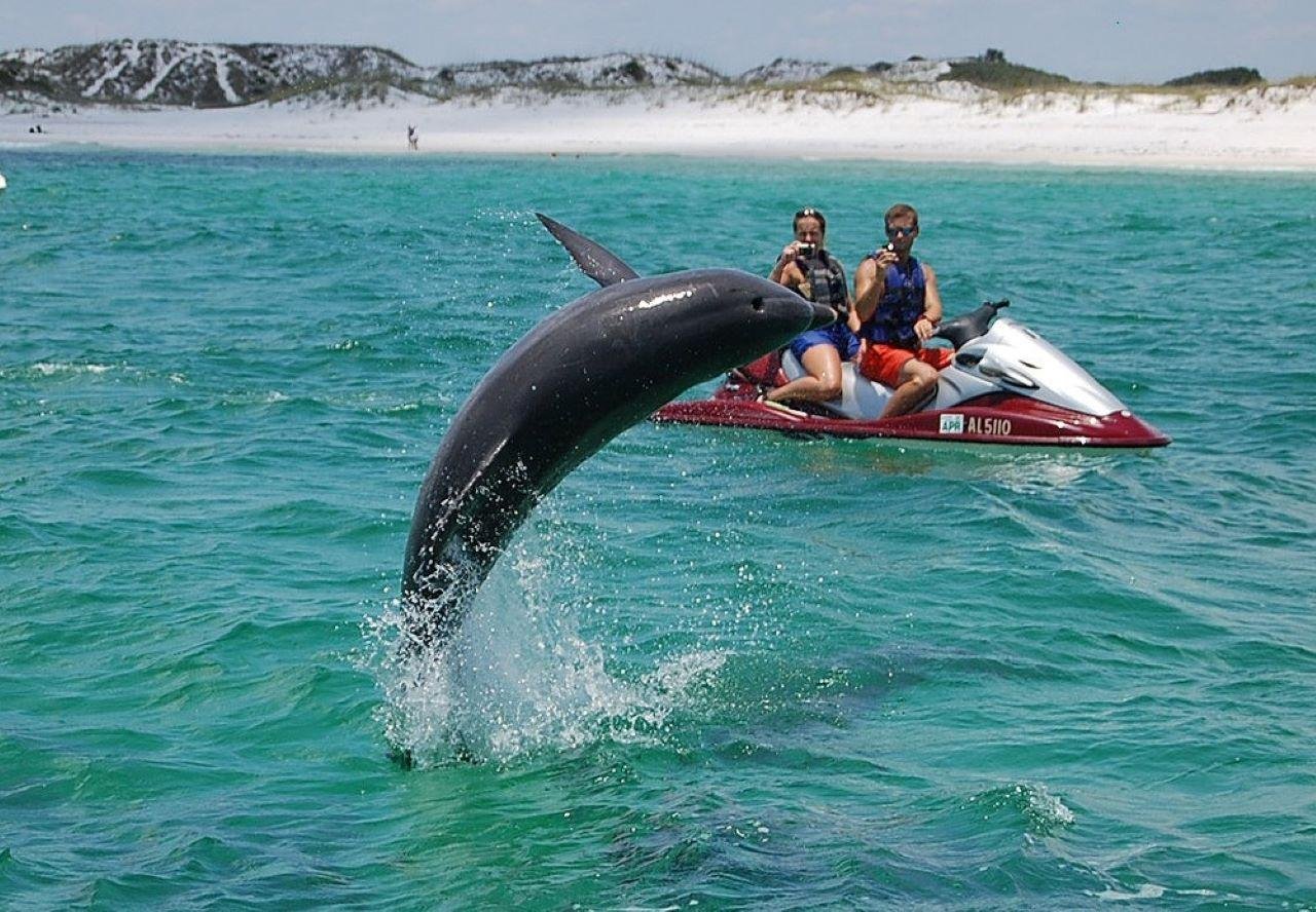 Crab Island Dolphin Encounter Jet Ski Adventure