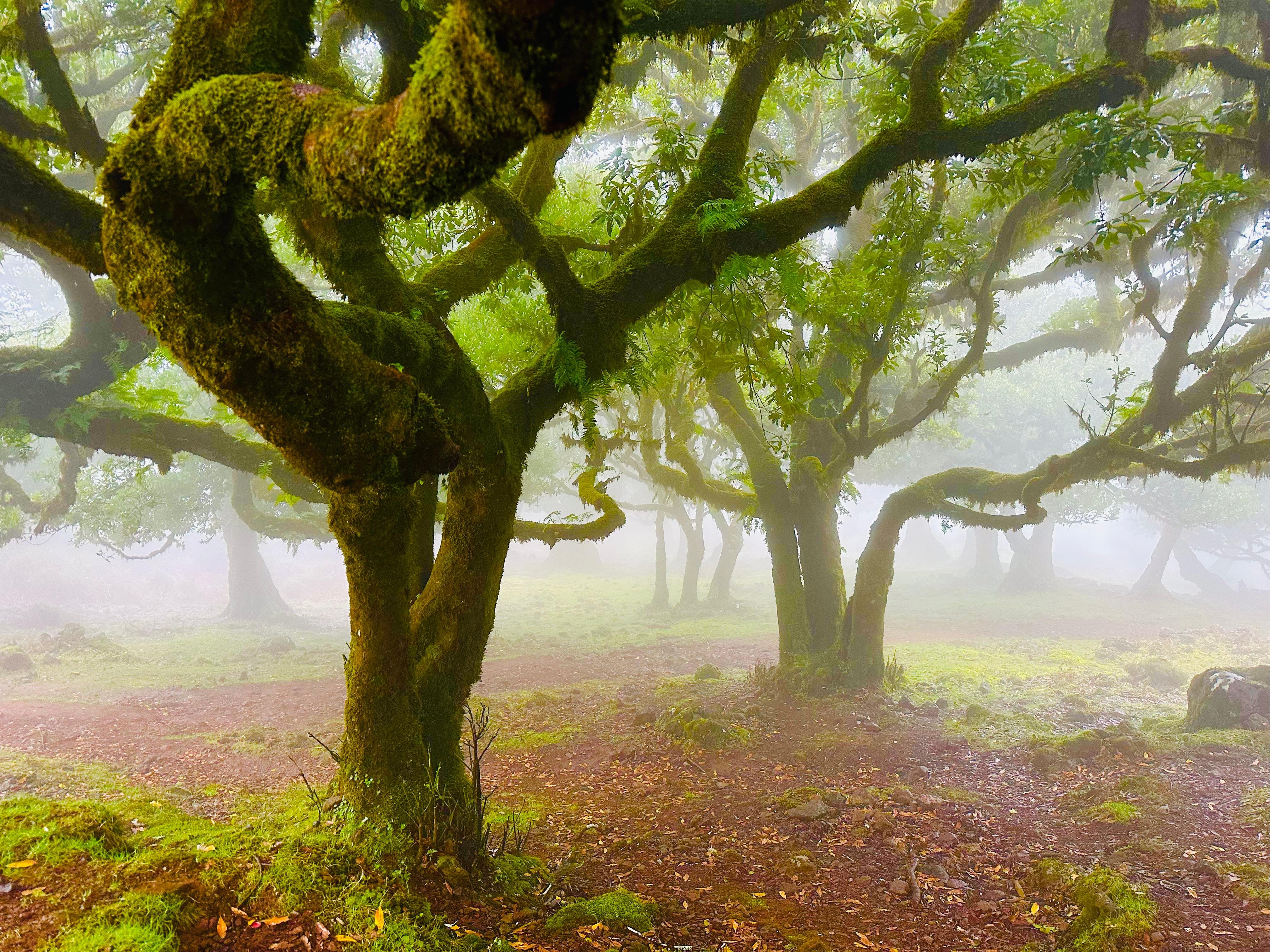 Western Madeira & Fanal Forest Full-Day Tour
