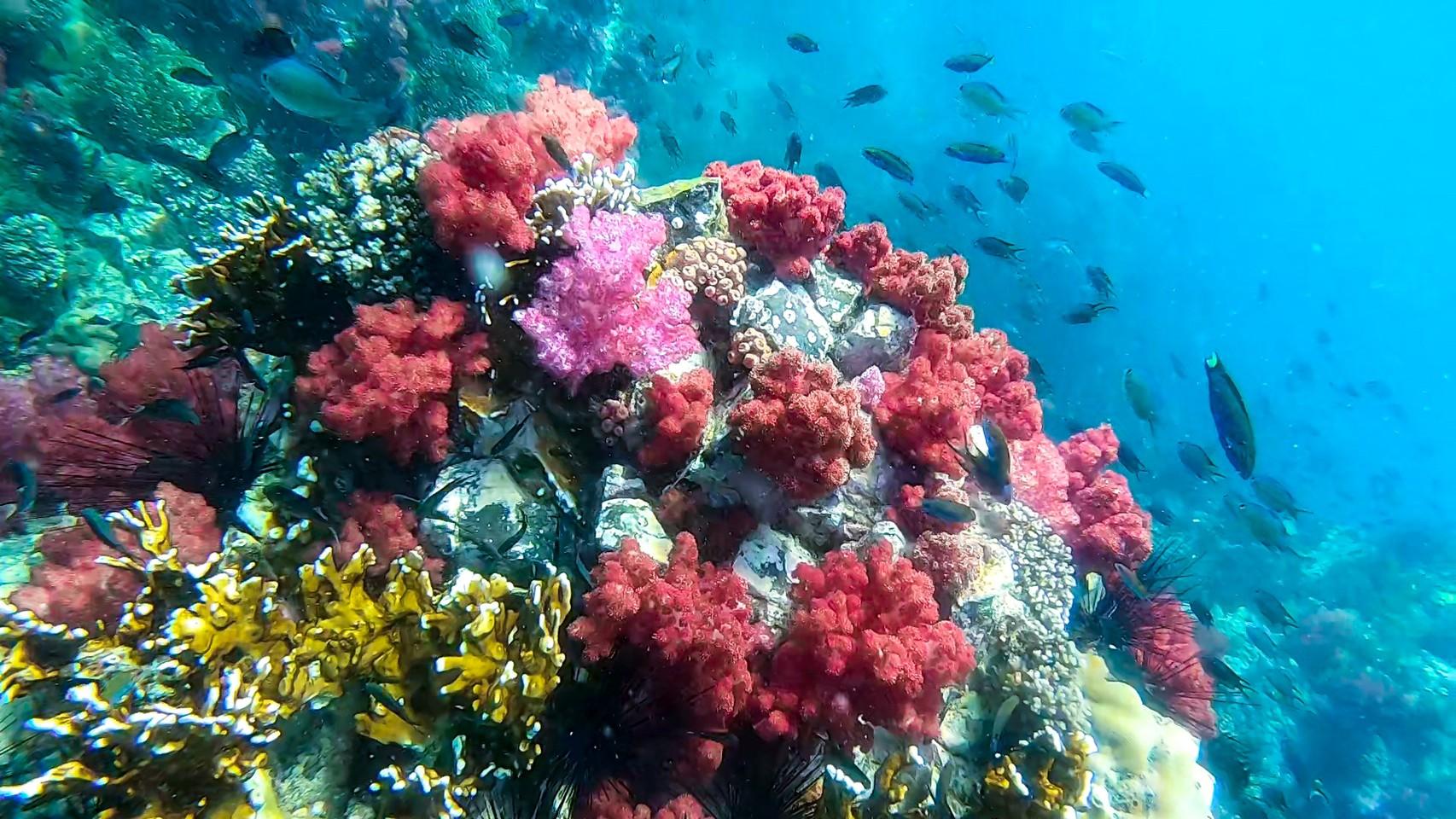 Koh Lipe Longtail Boat Snorkeling Trip – Program A