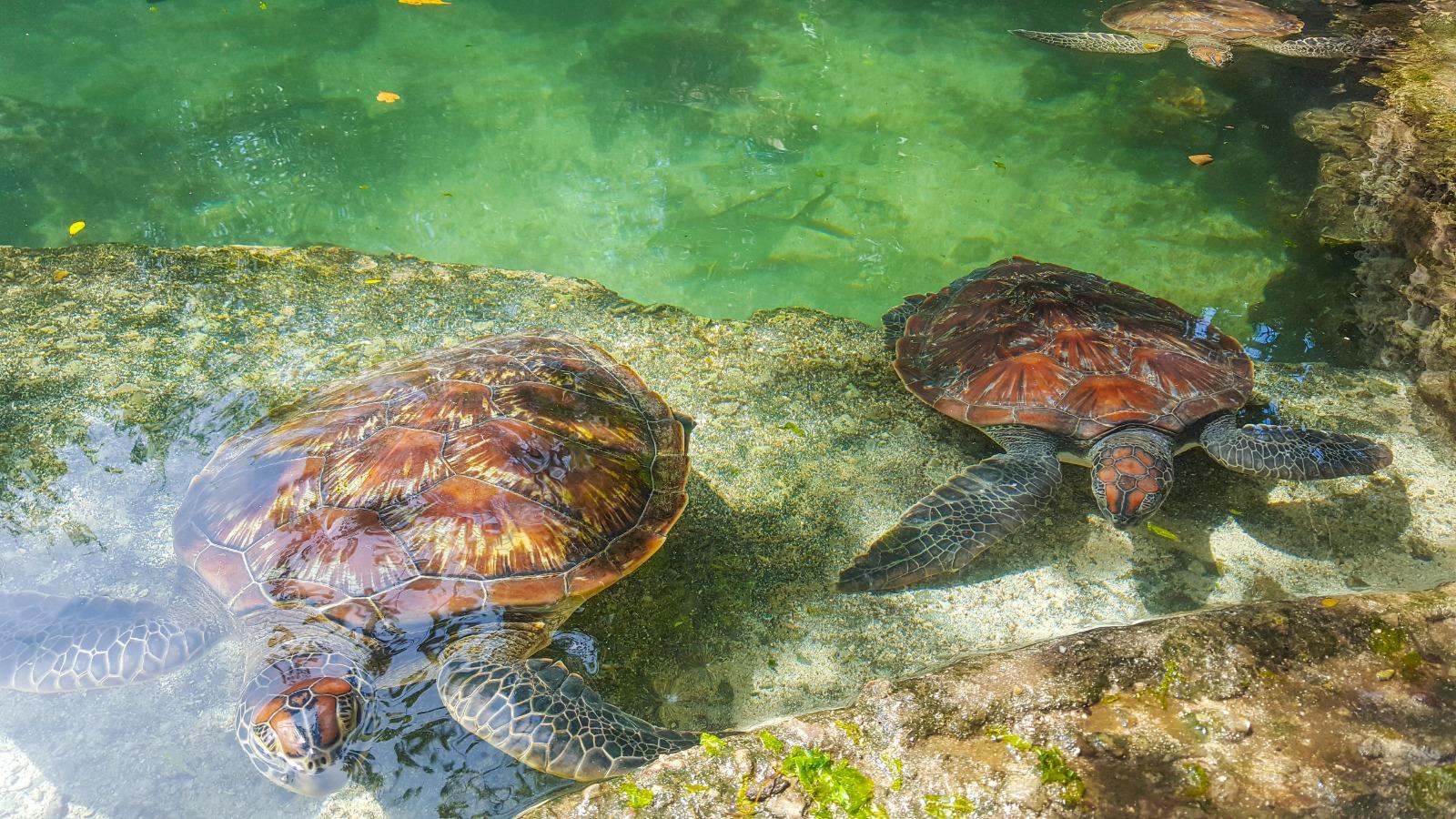 Zanzibar Nungwi Turtle Aquarium & Wildlife Half-Day Tour