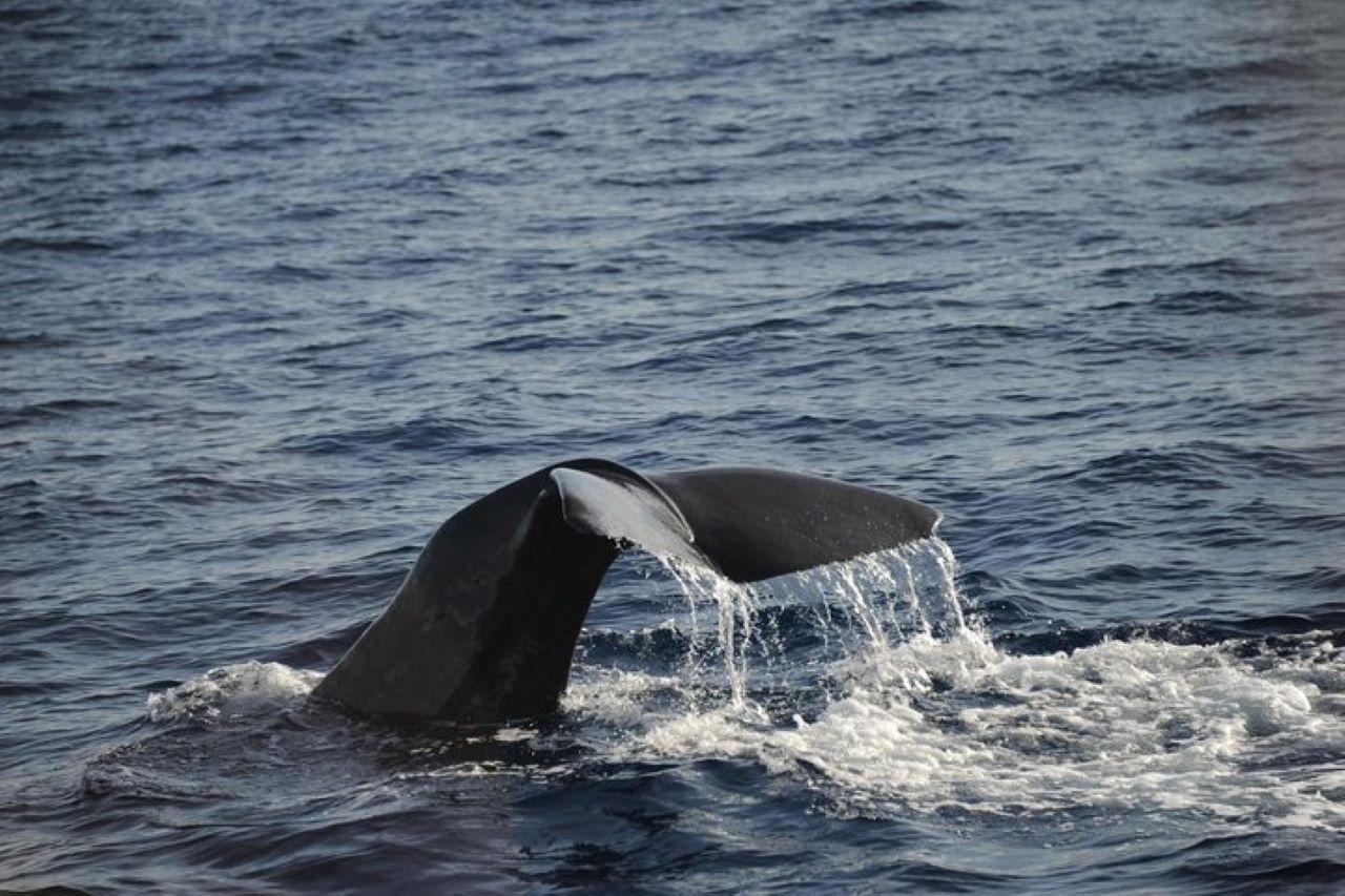 Roseau Whale & Dolphin Watching Expedition