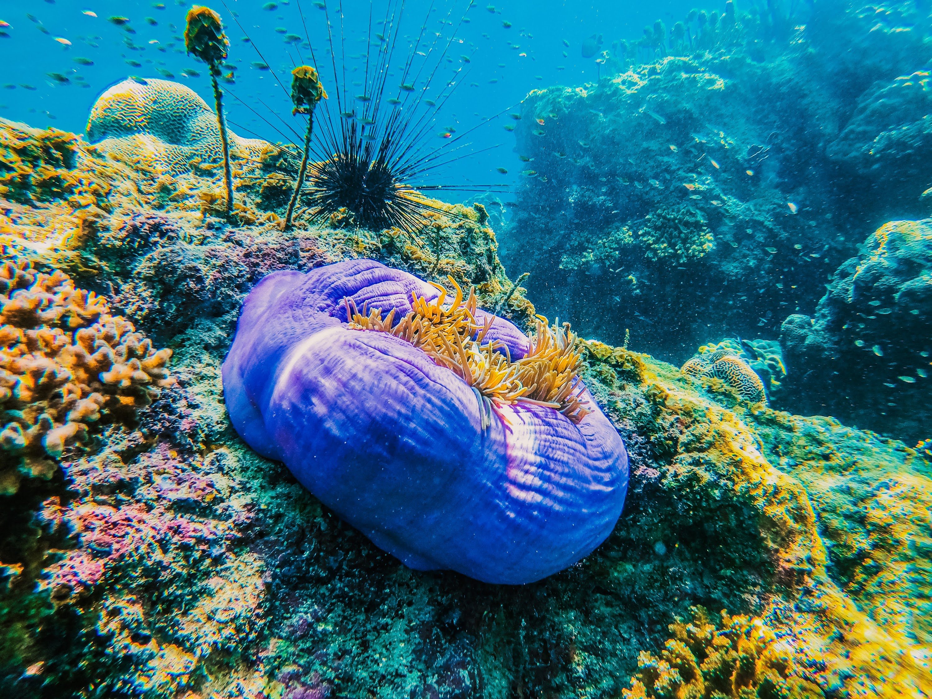 Koh Samui: Snorkeling Adventure at Koh Tao & Nangyuan
