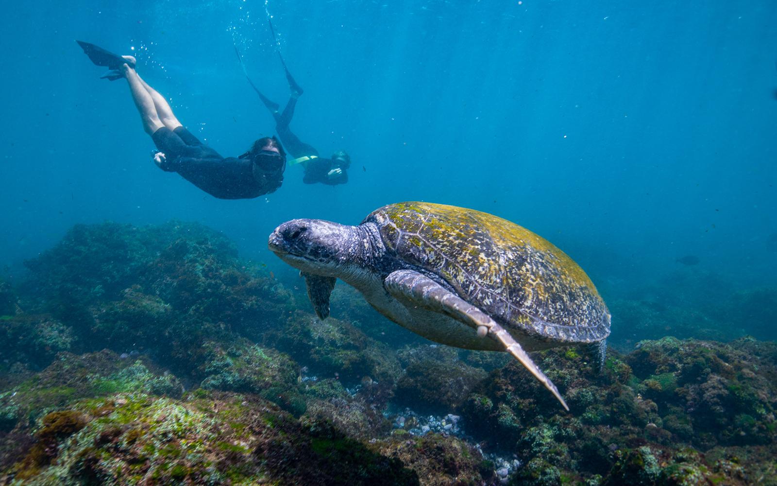 Gold Coast Turtle Snorkeling Adventure