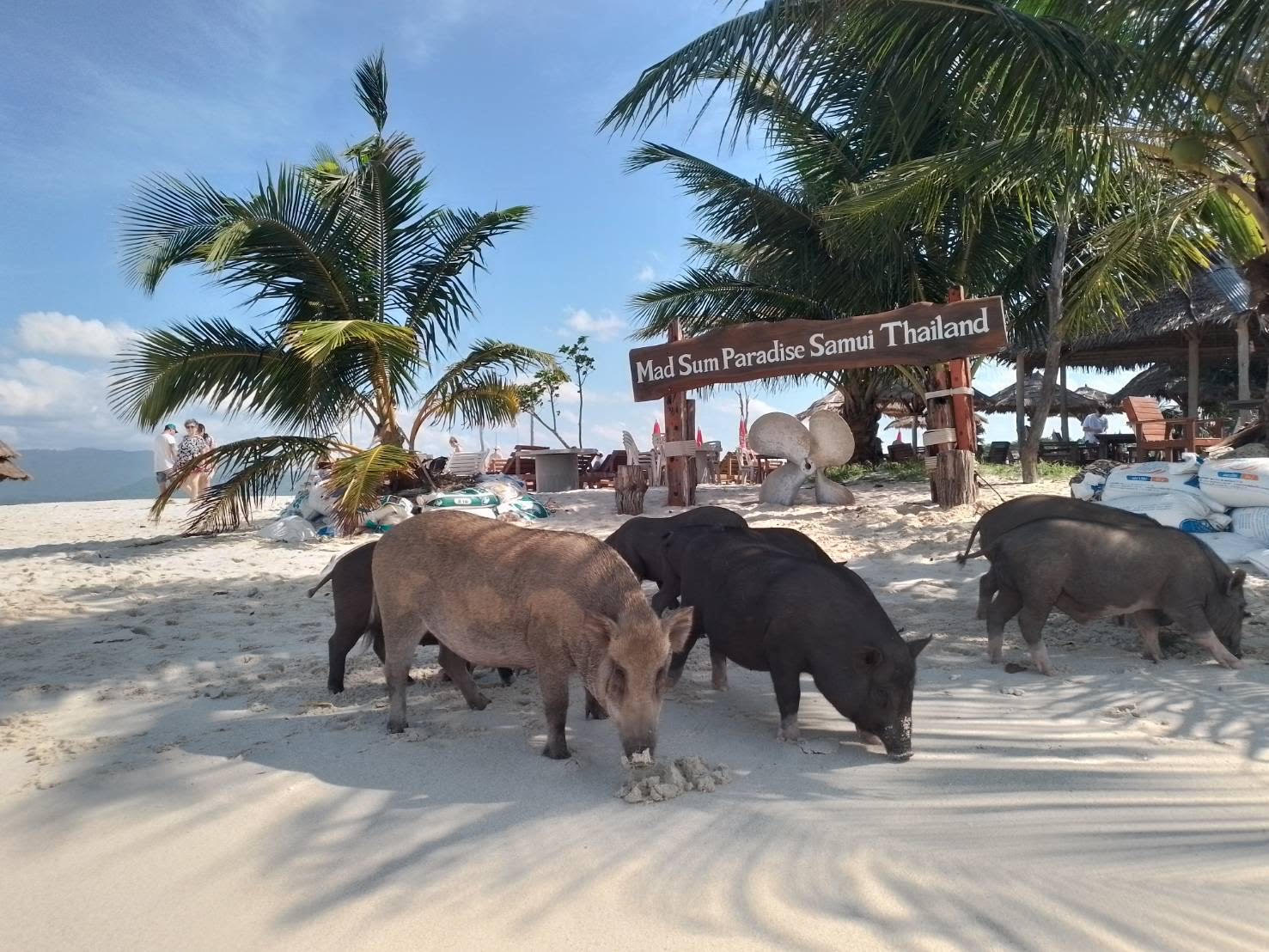 Koh Samui Island Hopping: Pig Island & Koh Tean Adventure