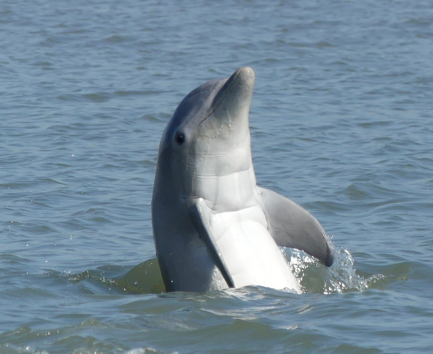 Private Dolphin Watching & Nature Expedition