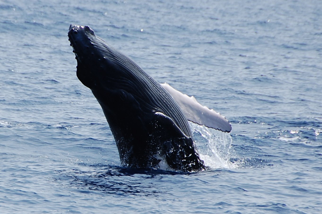 Kailua-Kona: Whale Watching Cruise on the Big Island - 2026 (Verified Reviews)