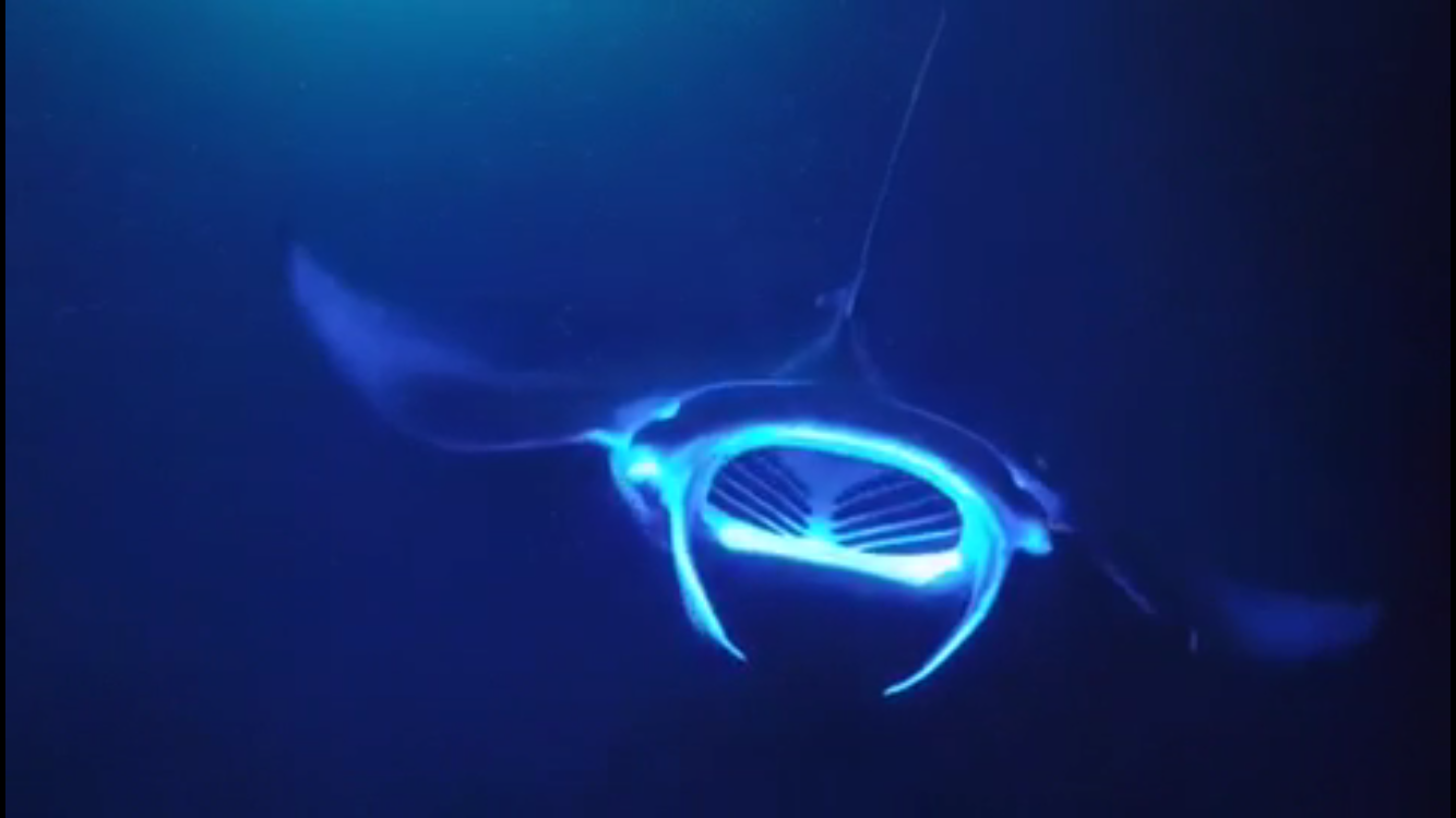 Manta ray night snorkel Kona Big Island — image 9