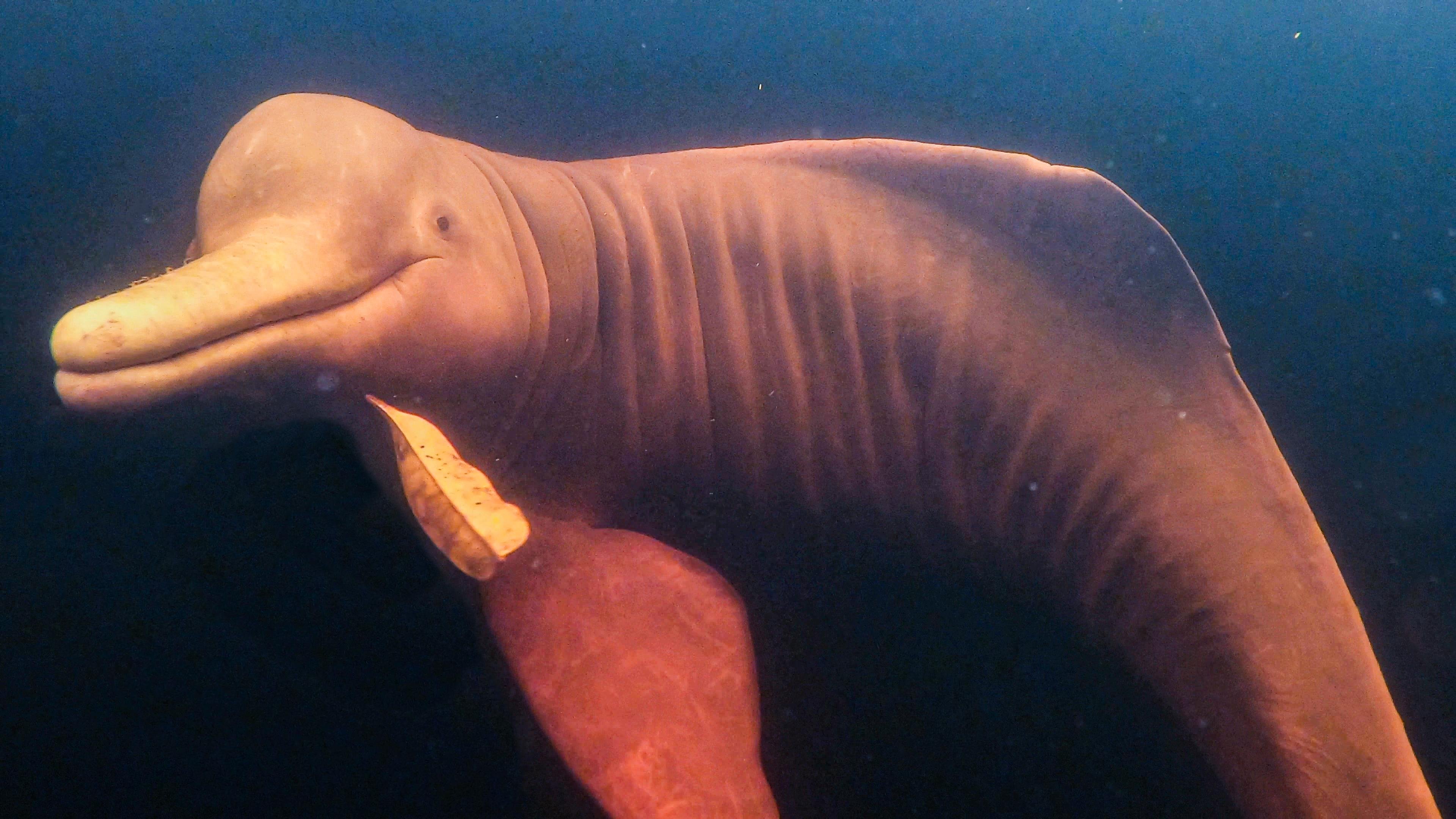 Manaus: 3- or 4-Day Amazon Lodge Escape at Tapiri Anavilhanas