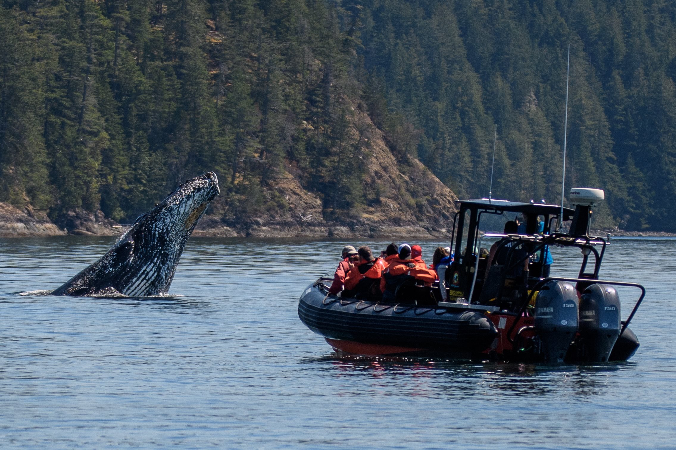 Campbell River Whale & Wildlife Zodiac Adventure