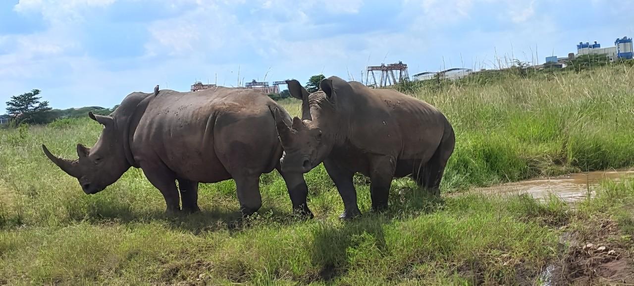 Nairobi National Park Half-Day Wildlife Safari
