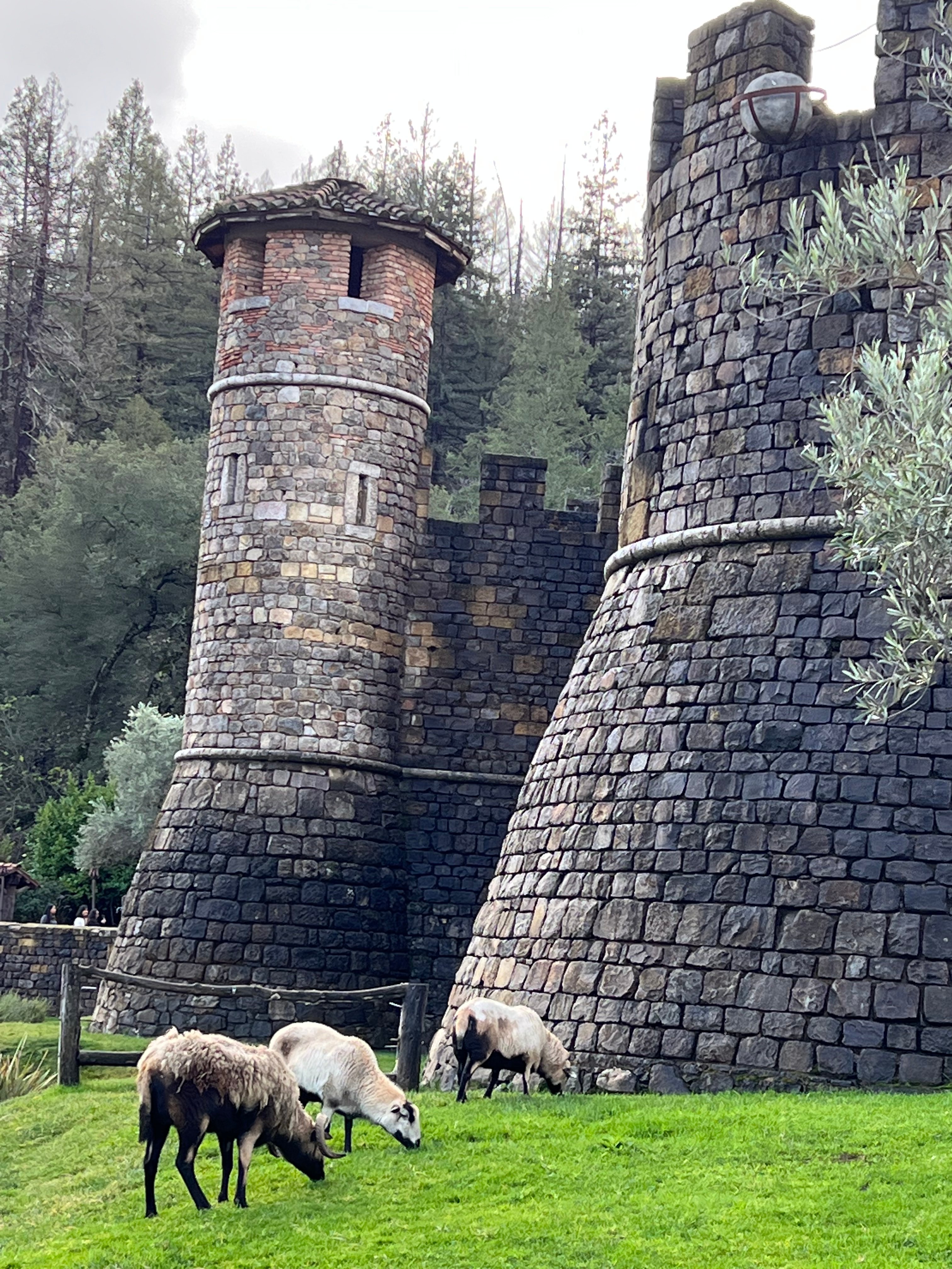 Napa Valley wine tour for couples — vineyards and tasting rooms — image 8