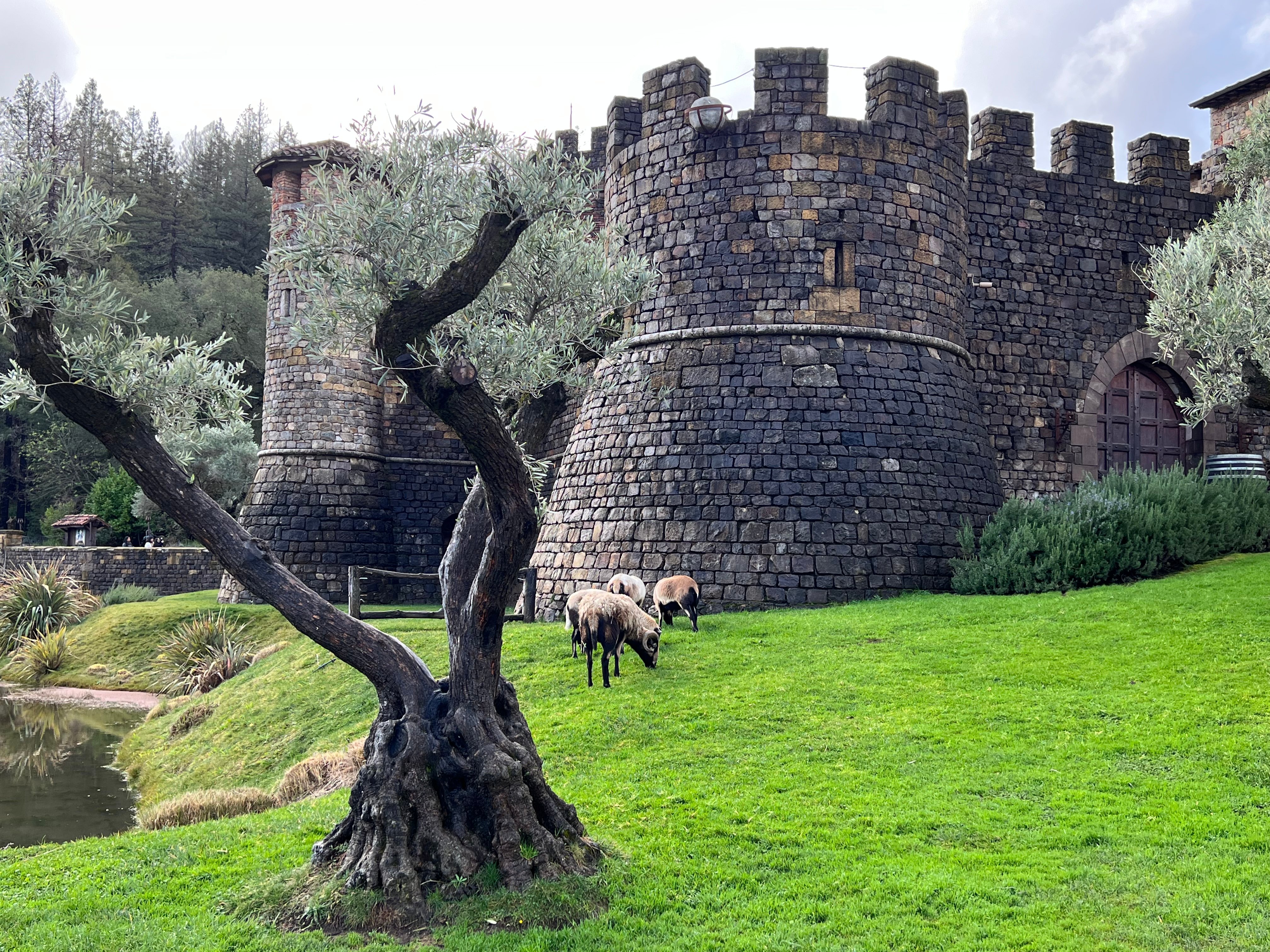 Napa Valley wine tour for couples — vineyards and tasting rooms — image 11