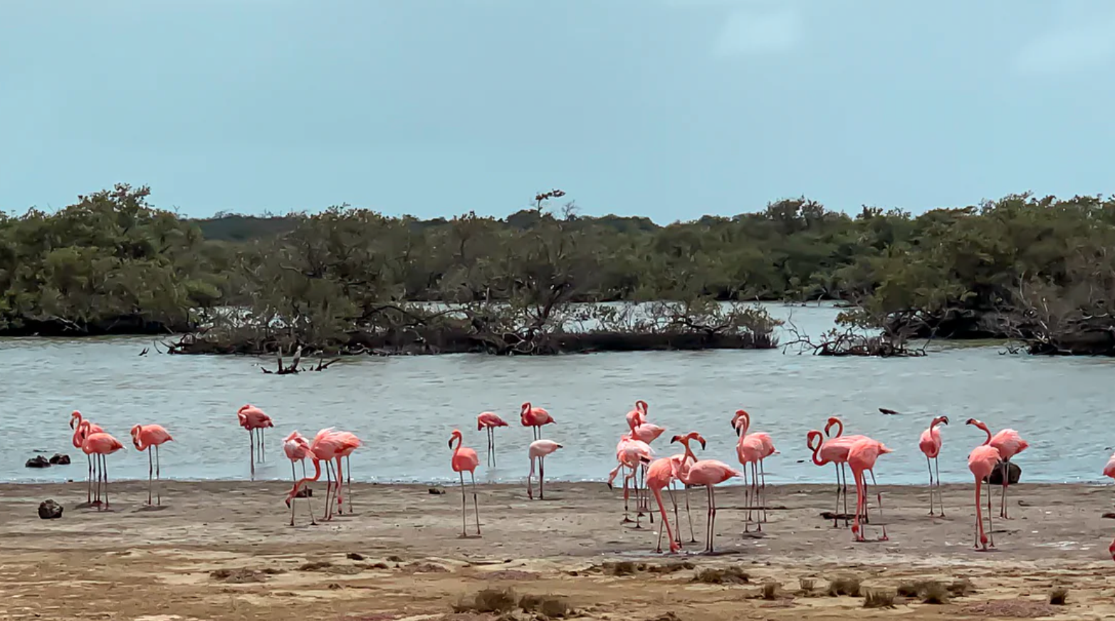 Bonaire Island Discovery: North & South Tour