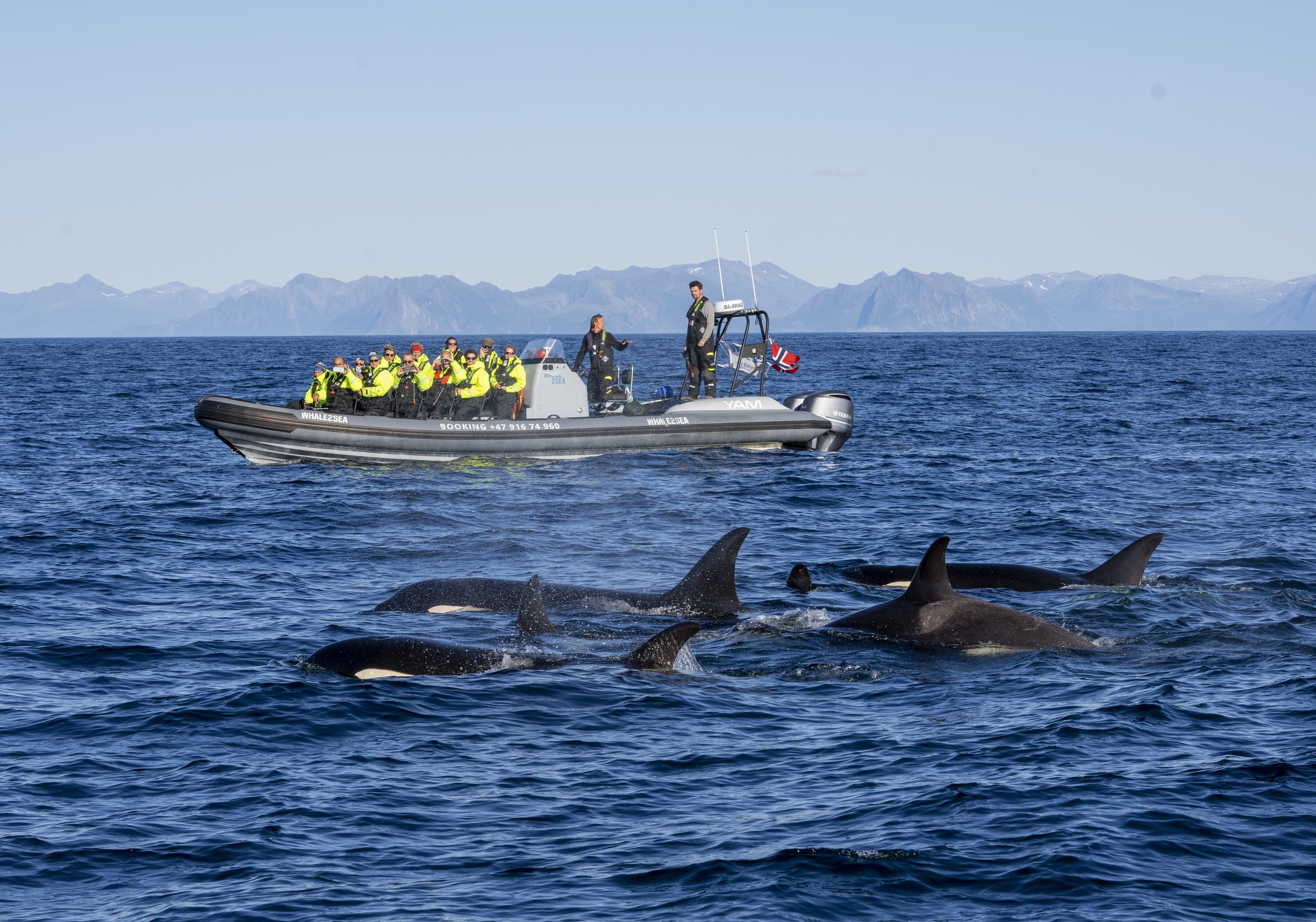 Svolvær to Andenes Arctic Whale Watching Day Trip