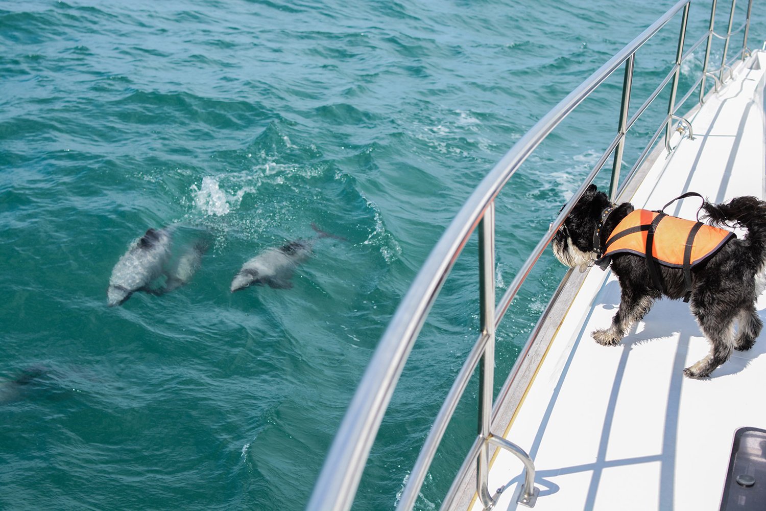South Island tour photo — image 2