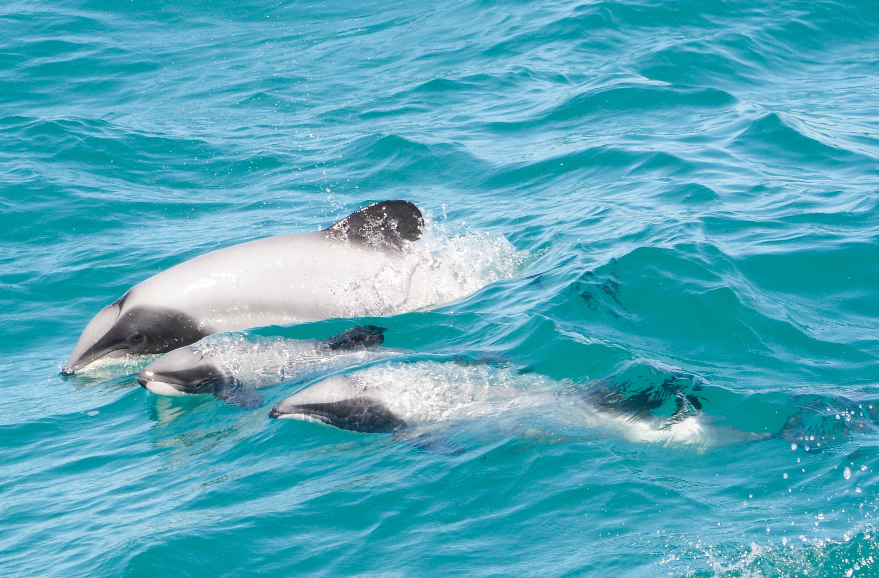 South Island tour photo — image 10