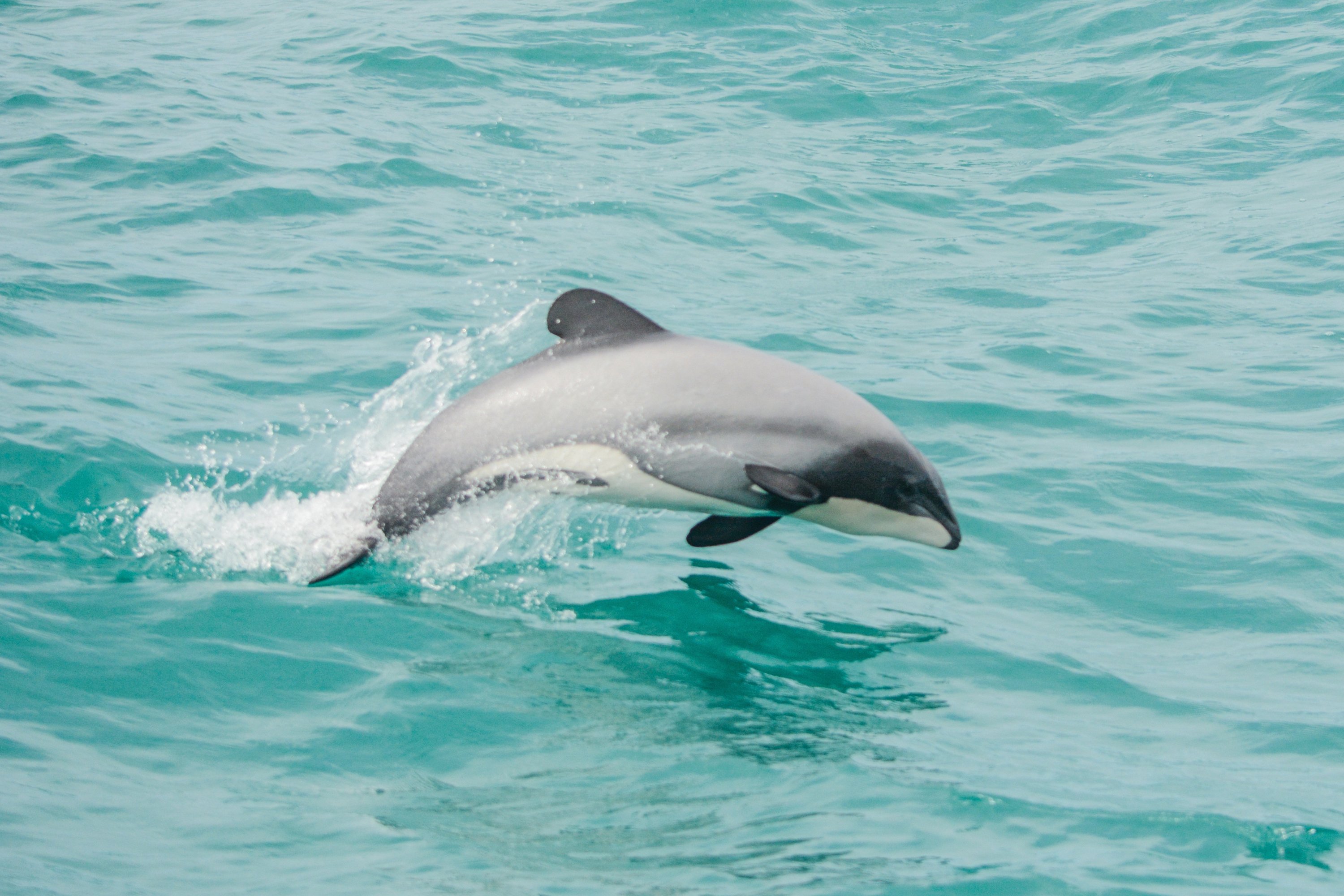 South Island tour photo — image 12