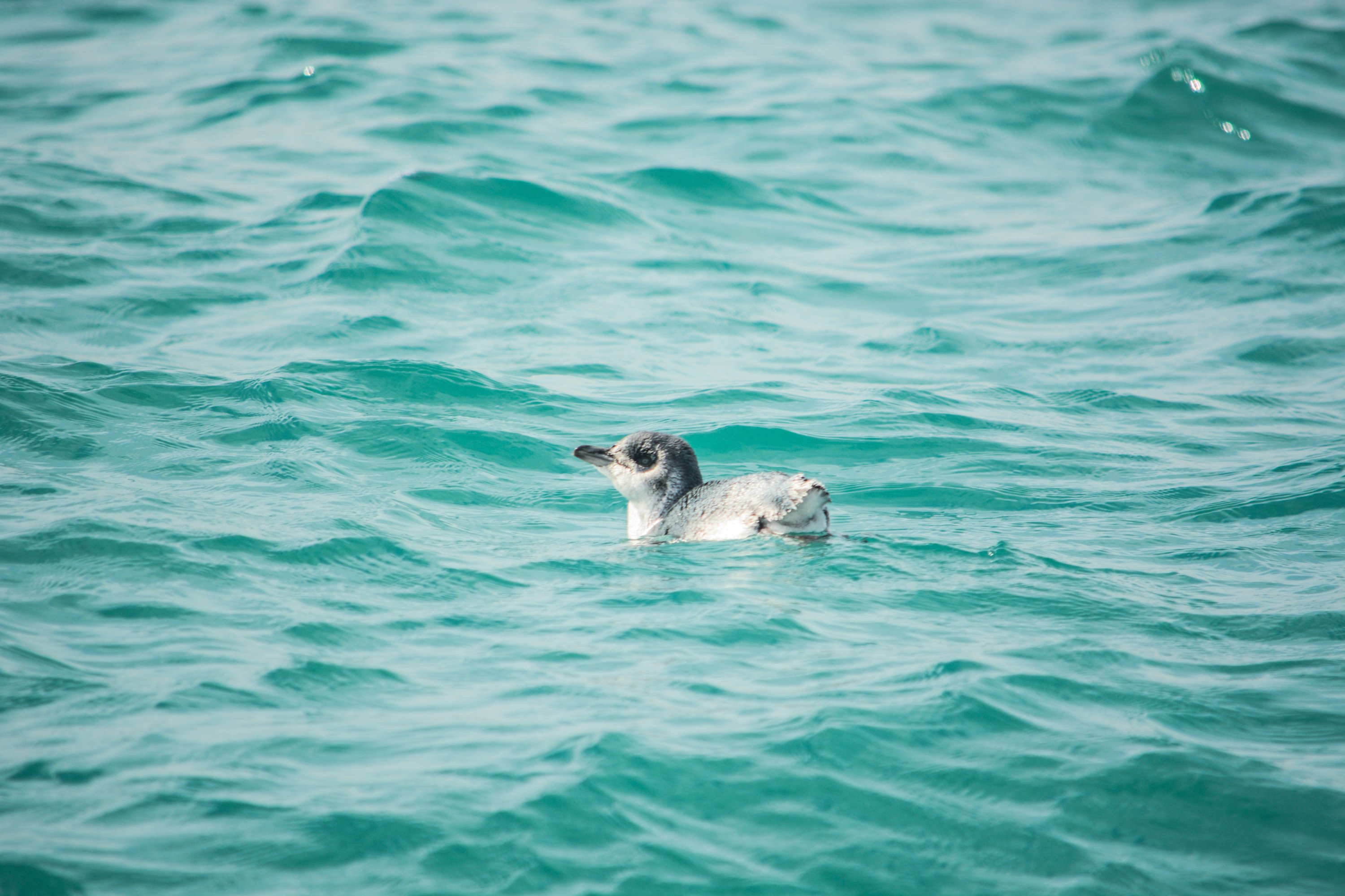 South Island tour photo — image 14
