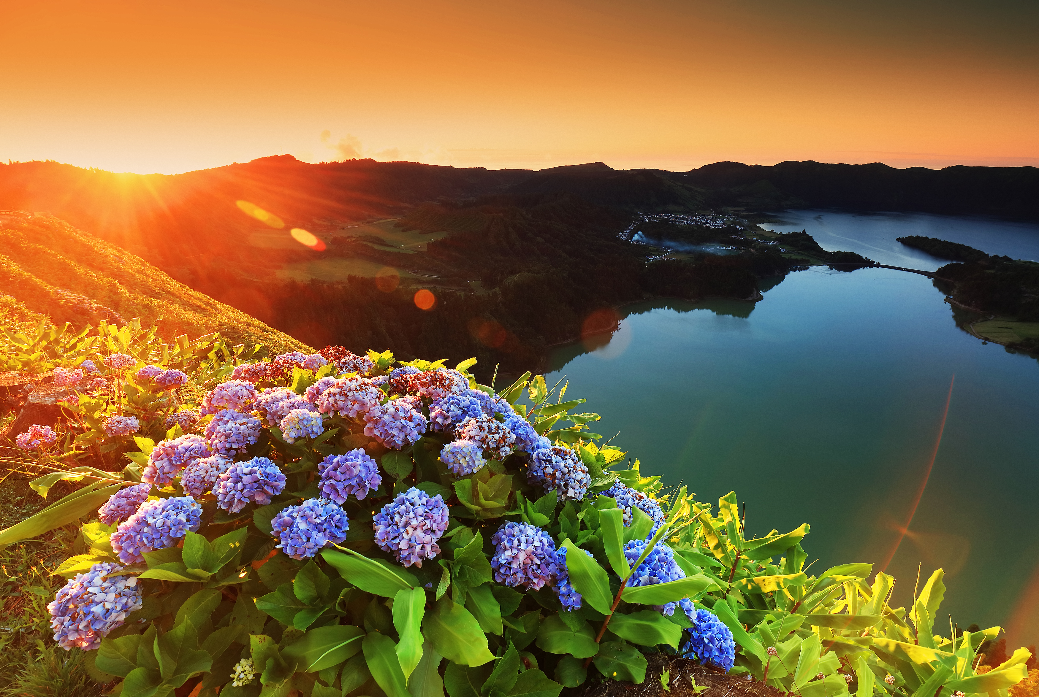 Purple hydrangeas flowering beside Lagoa das Sete Cidades