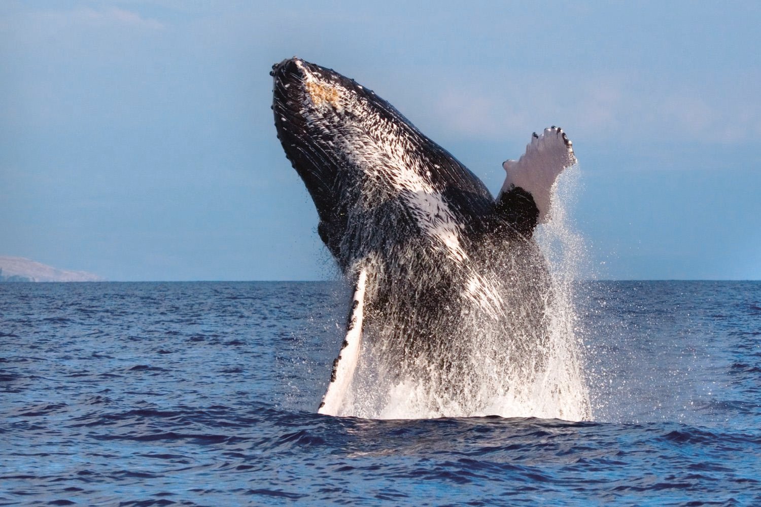 Maalaea Small-Group Whale Watch Aboard Amore