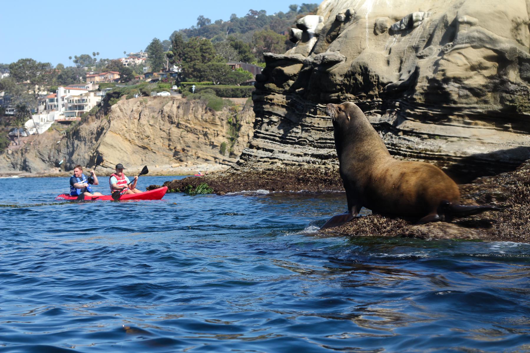 La Jolla sea caves kayak tour — cave mouths in the Goldfish Point cliffs — image 2