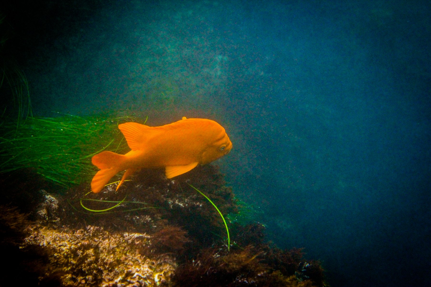 La Jolla sea caves kayak tour — cave mouths in the Goldfish Point cliffs — image 4