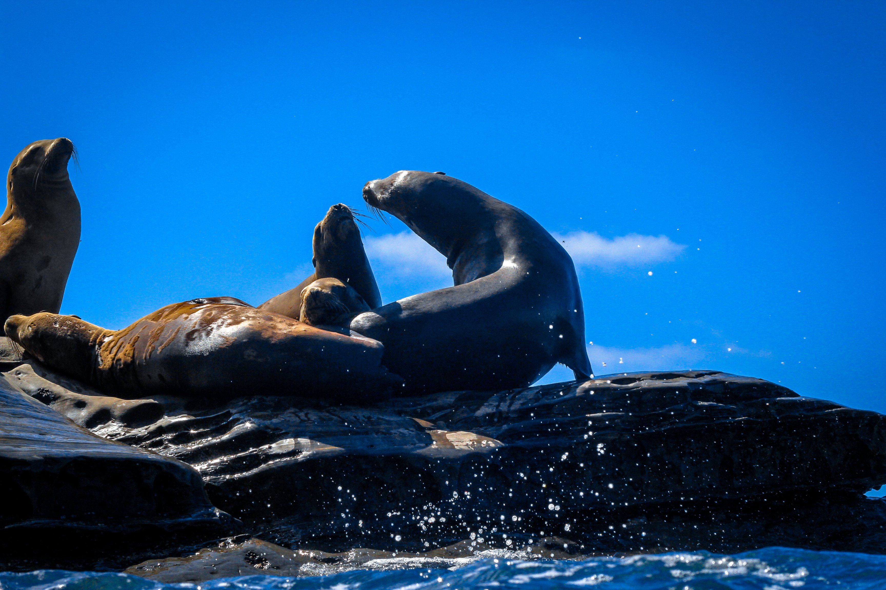 La Jolla sea caves kayak tour — cave mouths in the Goldfish Point cliffs — image 5