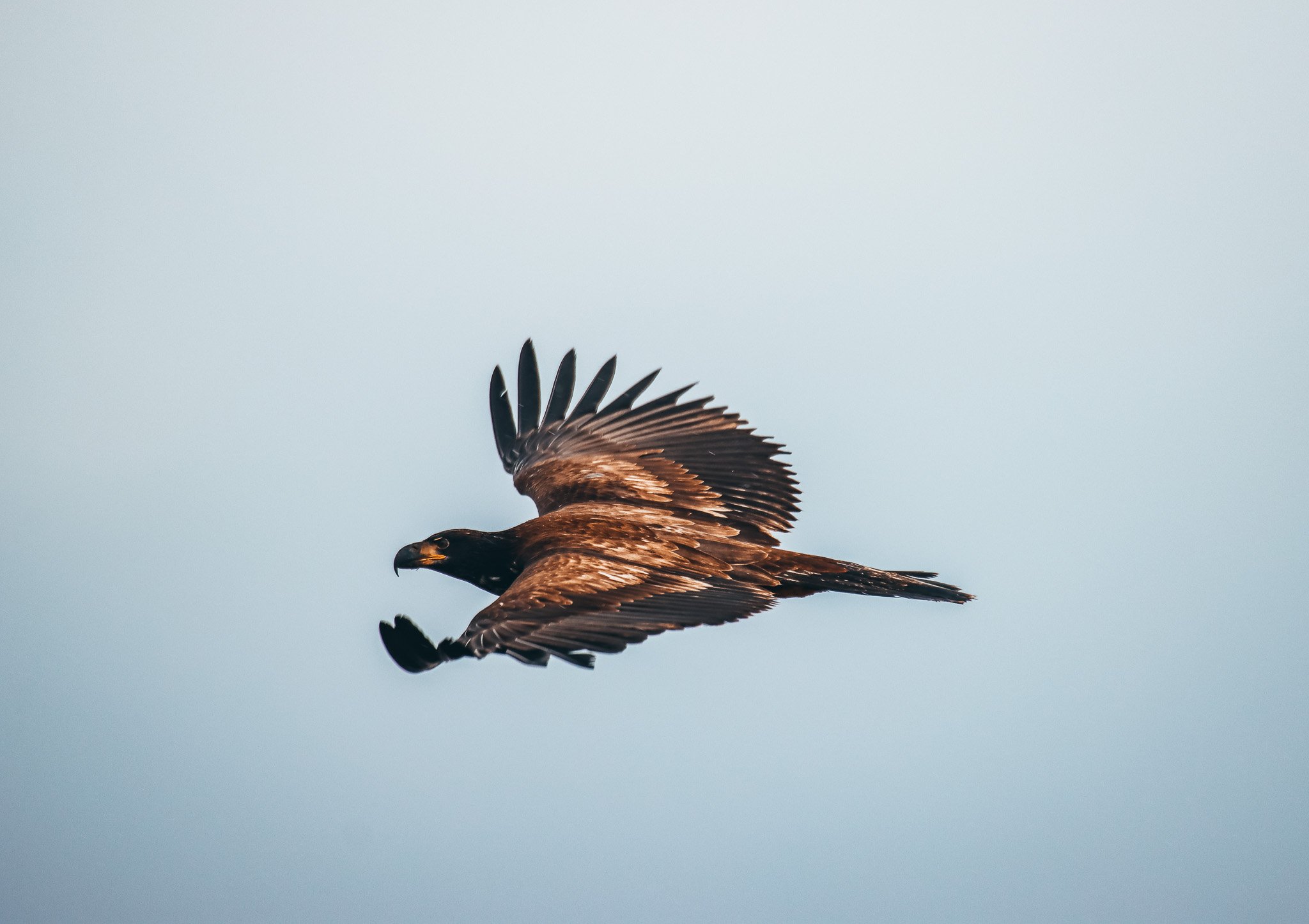 Vancouver whale watching tour — orcas and marine wildlife in the Salish Sea — image 8
