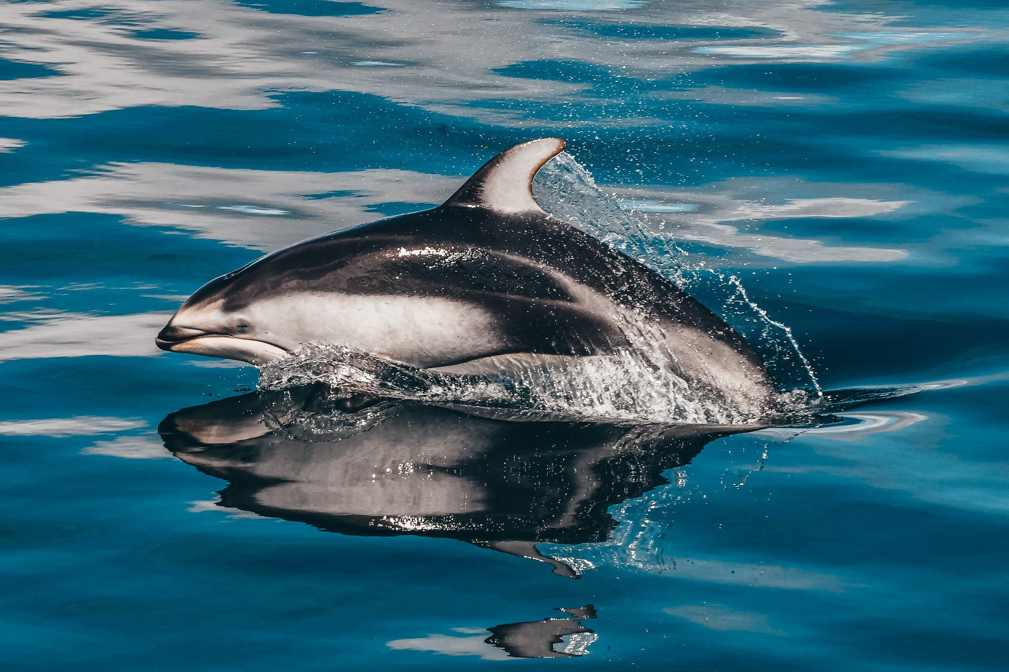 Vancouver whale watching tour — orcas and marine wildlife in the Salish Sea — image 9