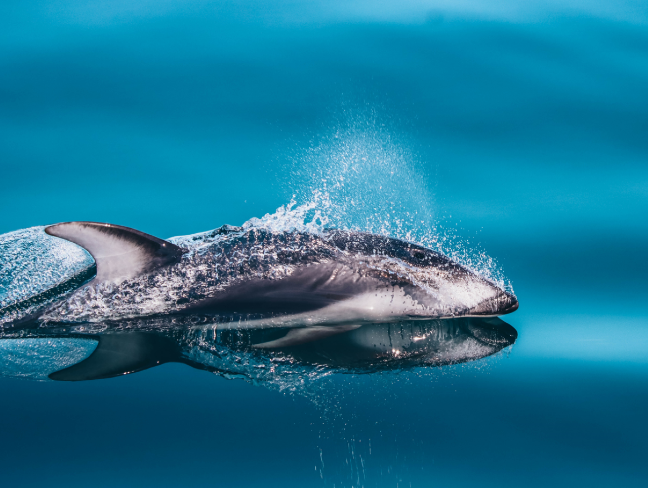 Vancouver whale watching tour — orcas and marine wildlife in the Salish Sea — image 7