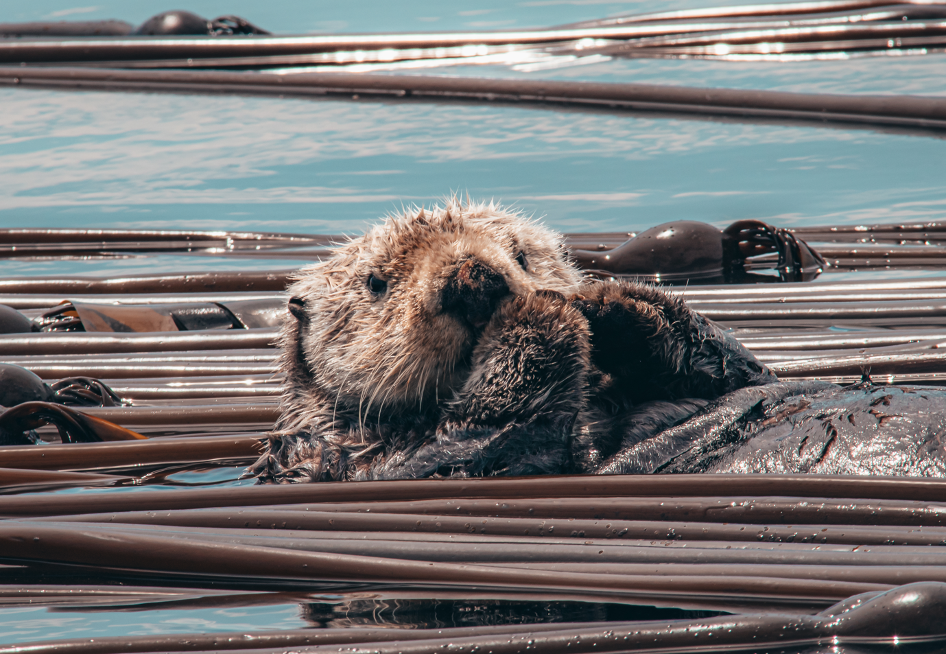 Vancouver whale watching tour — orcas and marine wildlife in the Salish Sea — image 4
