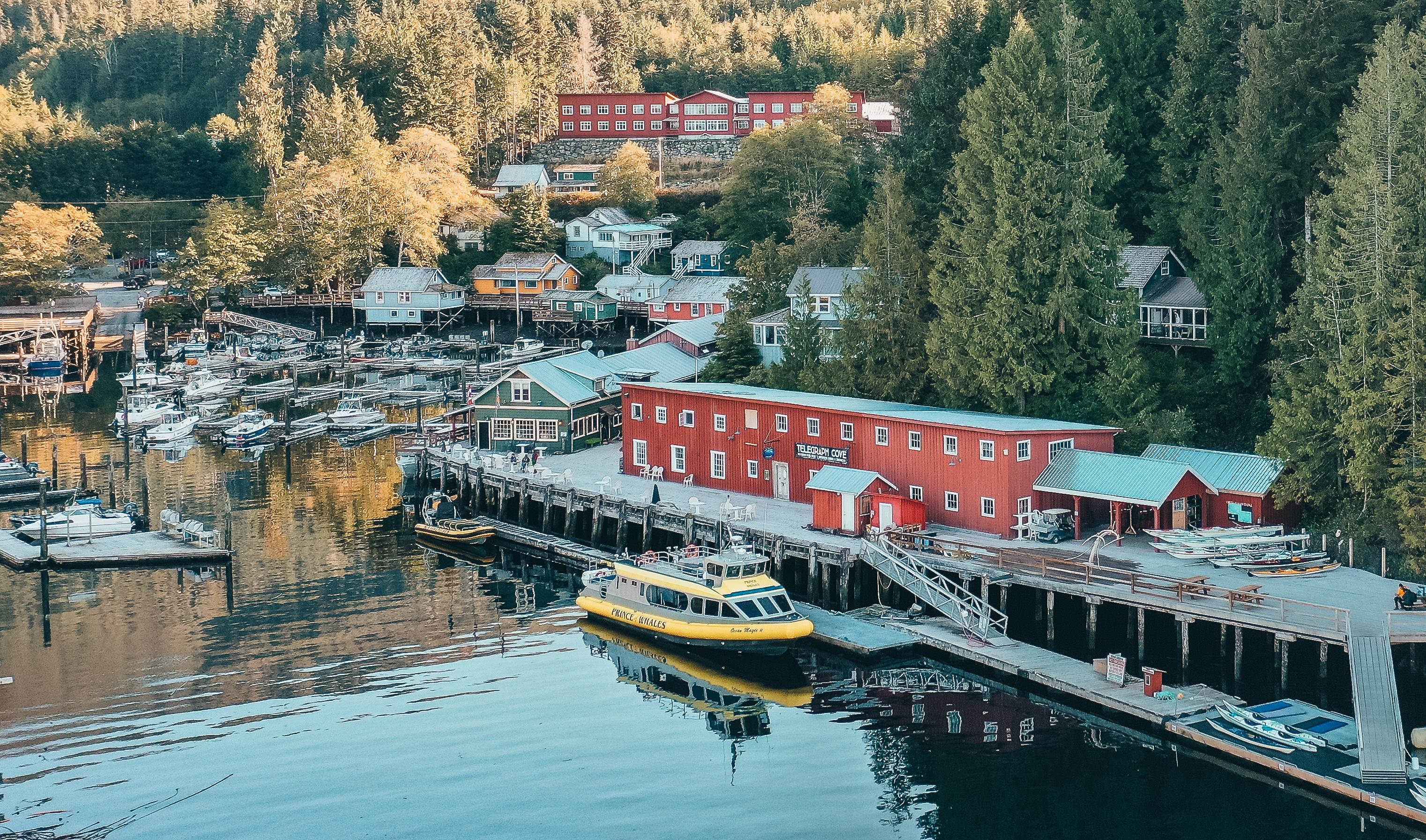 Vancouver whale watching tour — orcas and marine wildlife in the Salish Sea — image 10