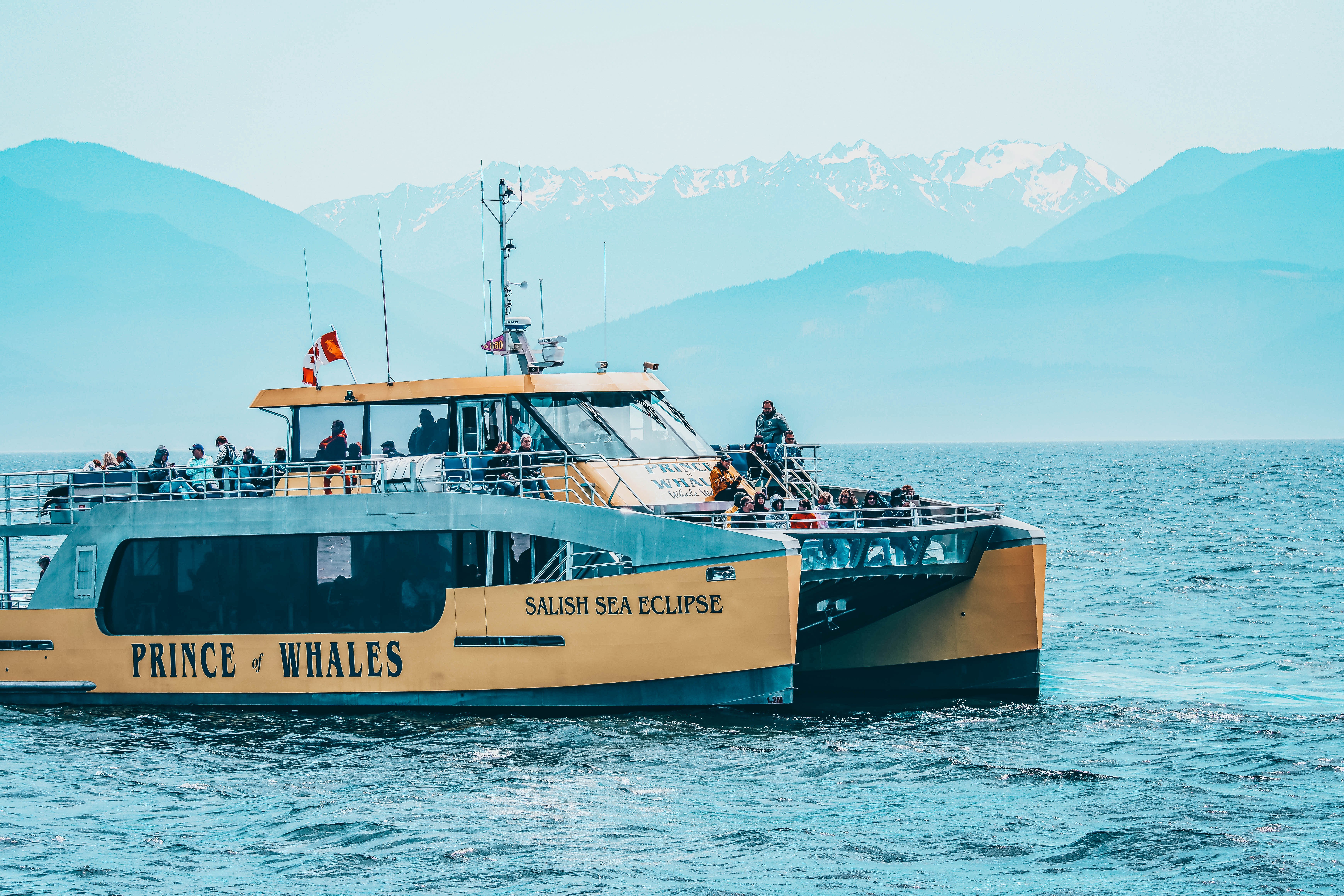 Vancouver whale watching tour — orcas and marine wildlife in the Salish Sea — image 17