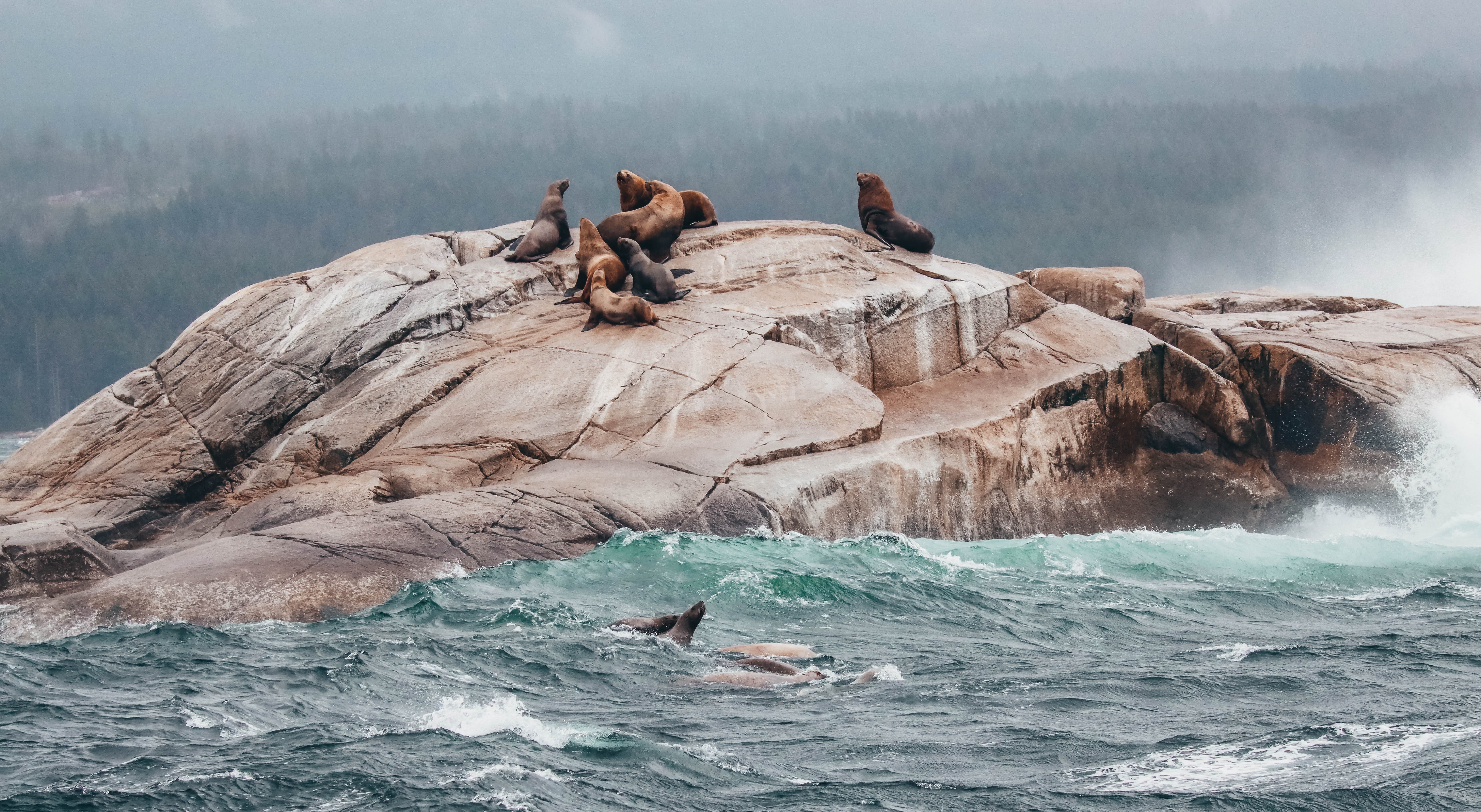 Vancouver whale watching tour — orcas and marine wildlife in the Salish Sea — image 18
