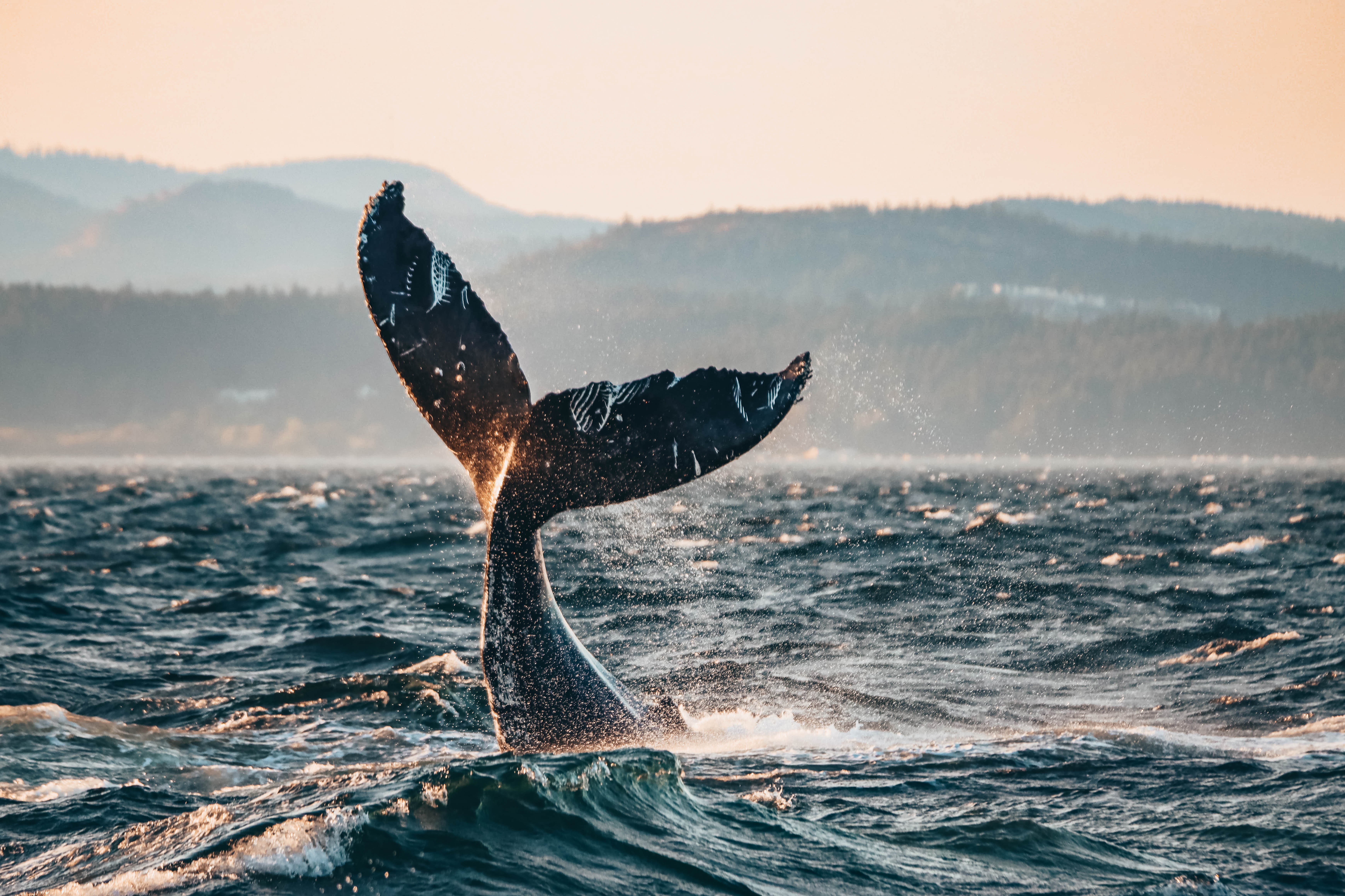 Vancouver whale watching tour — orcas and marine wildlife in the Salish Sea — image 5