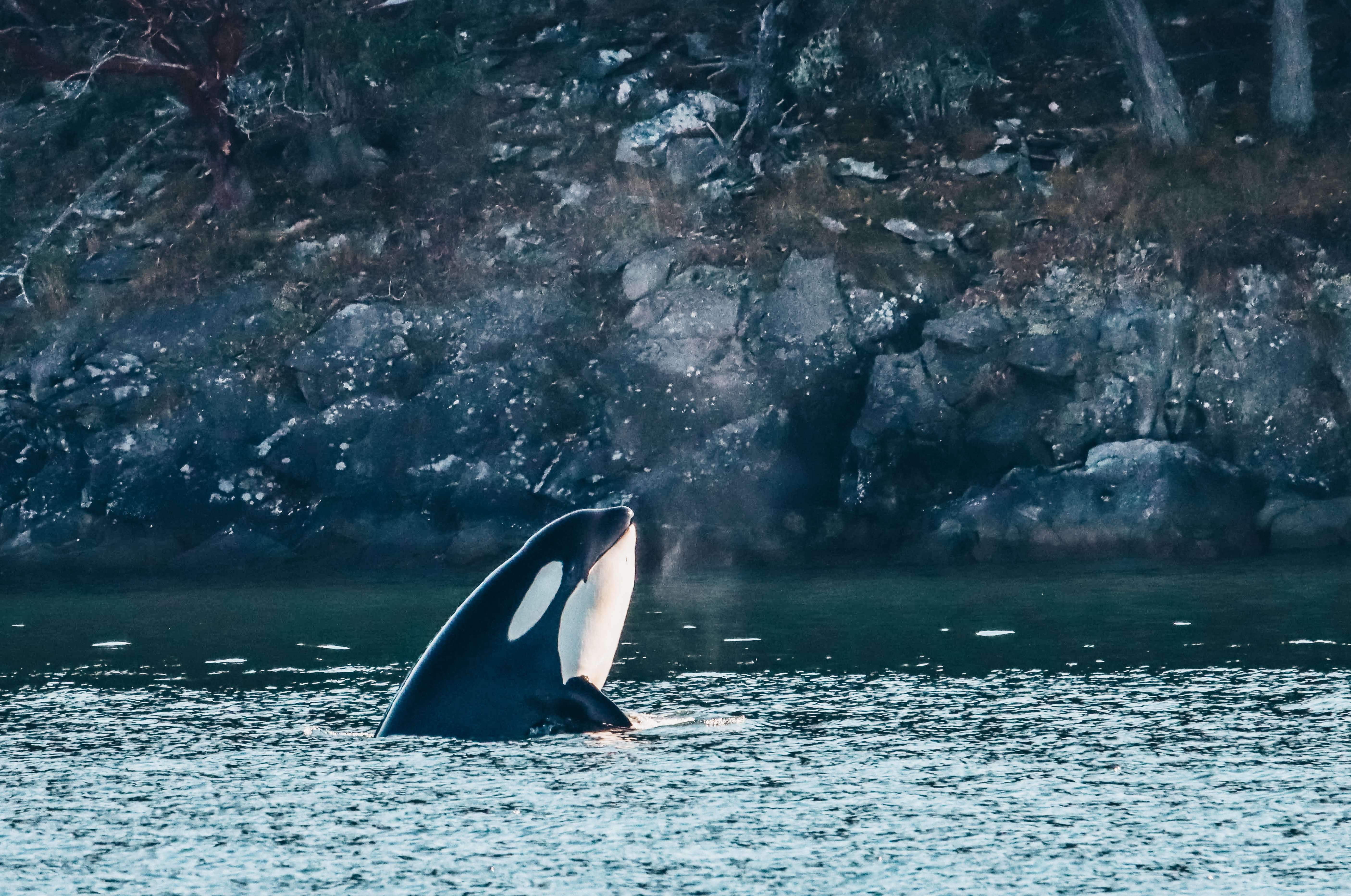 Vancouver whale watching tour — orcas and marine wildlife in the Salish Sea — image 20