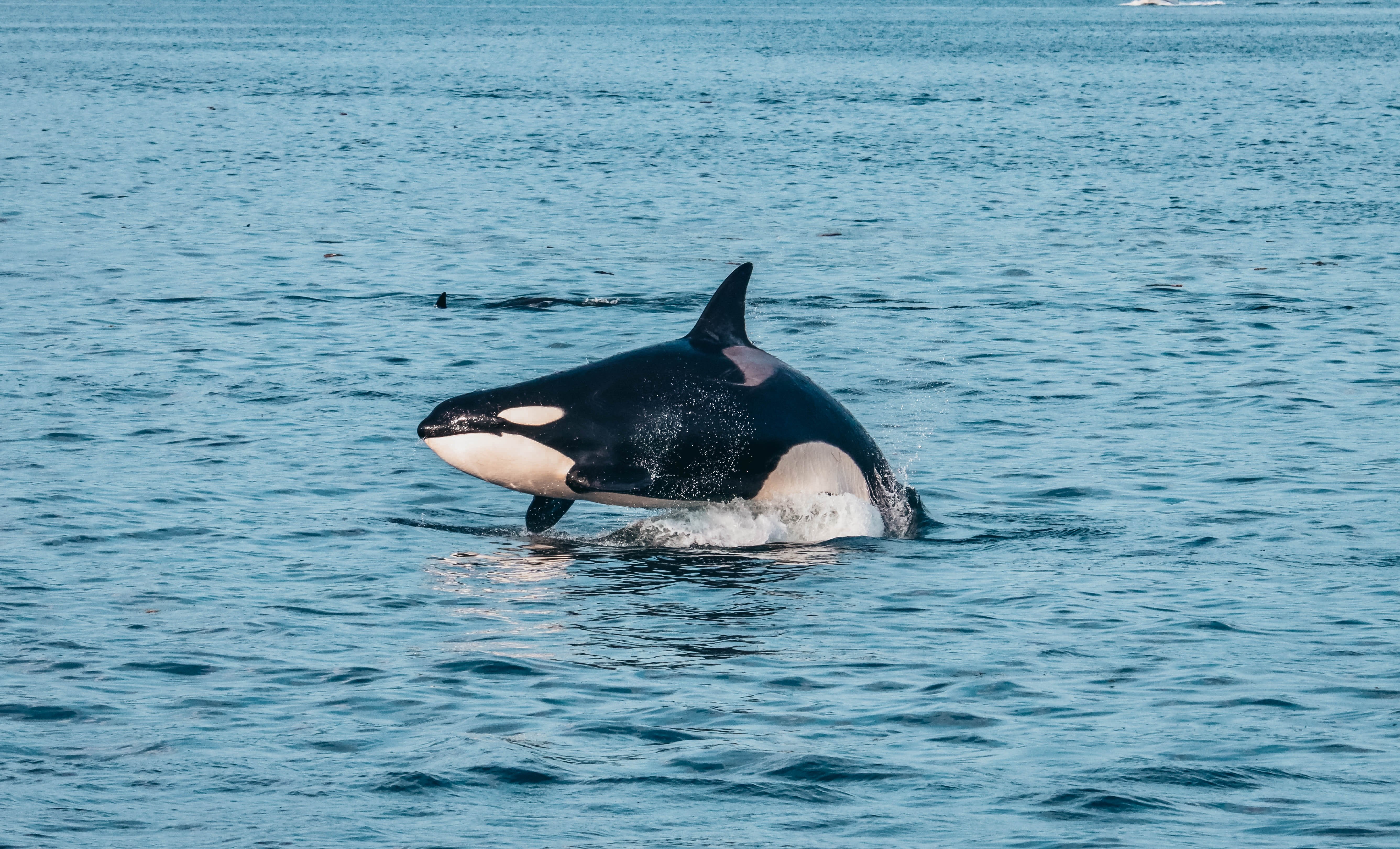 Vancouver whale watching tour — orcas and marine wildlife in the Salish Sea — image 21