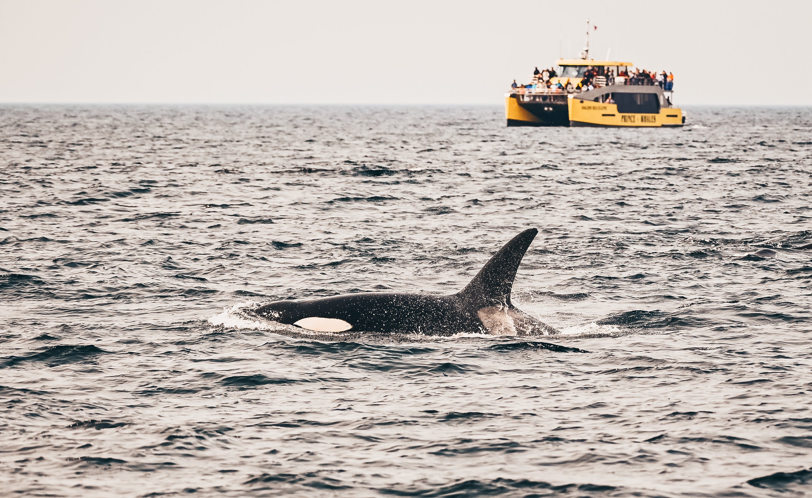Vancouver whale watching tour — orcas and marine wildlife in the Salish Sea — image 3