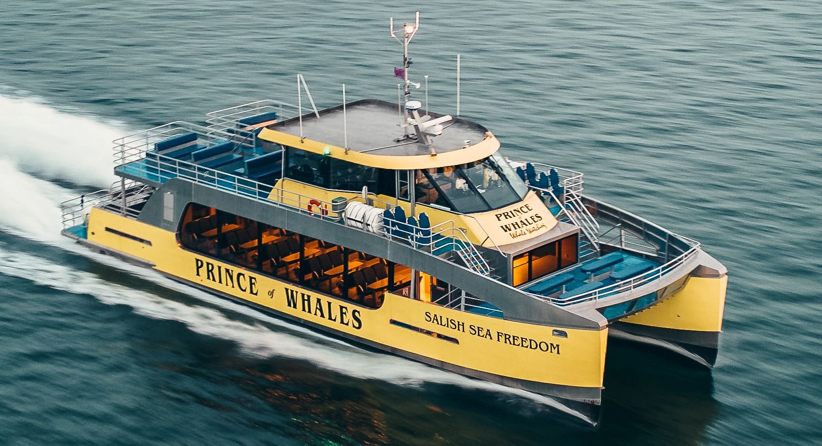 Vancouver whale watching tour — orcas and marine wildlife in the Salish Sea — image 8