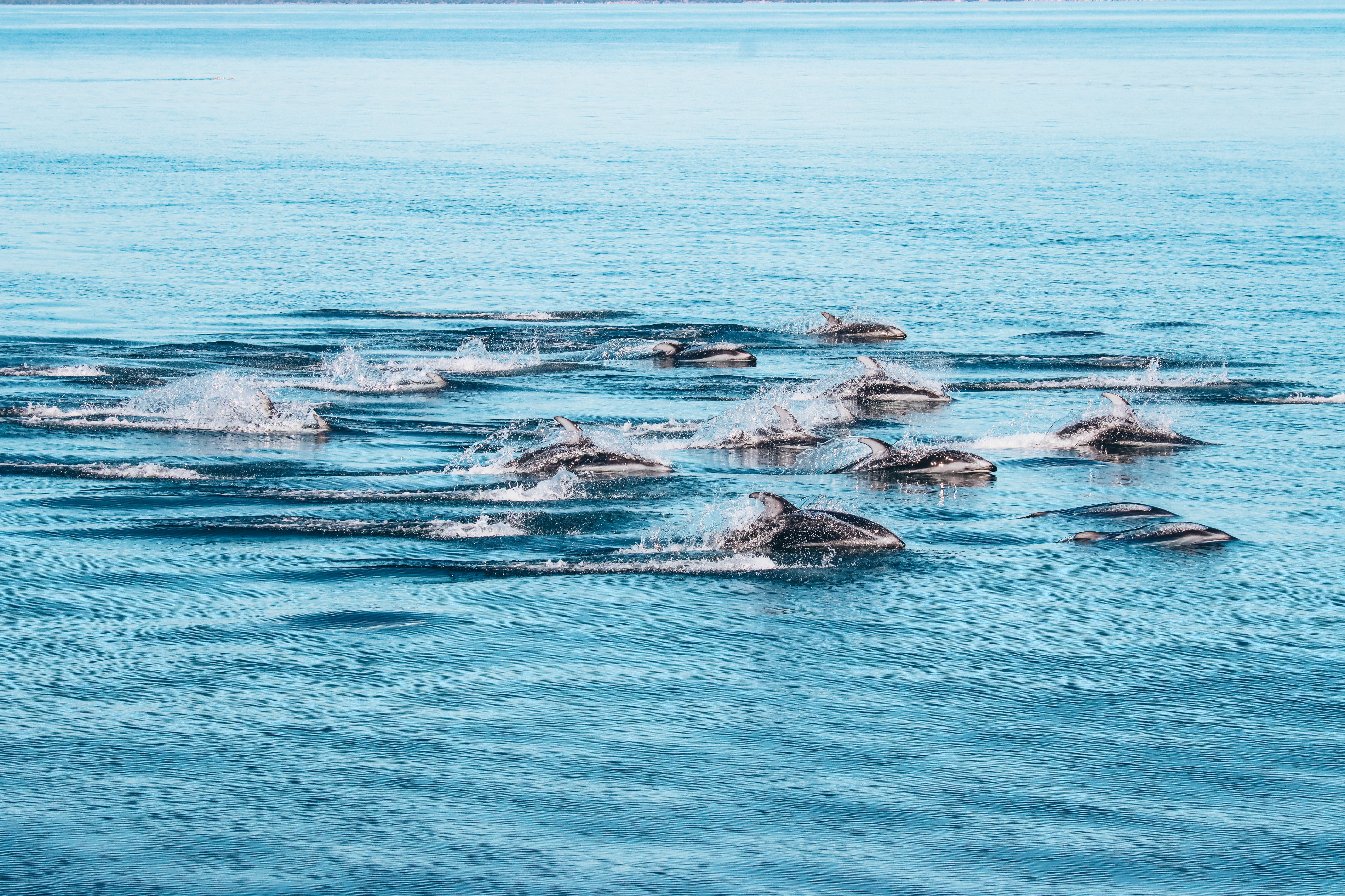Vancouver whale watching tour — orcas and marine wildlife in the Salish Sea — image 5