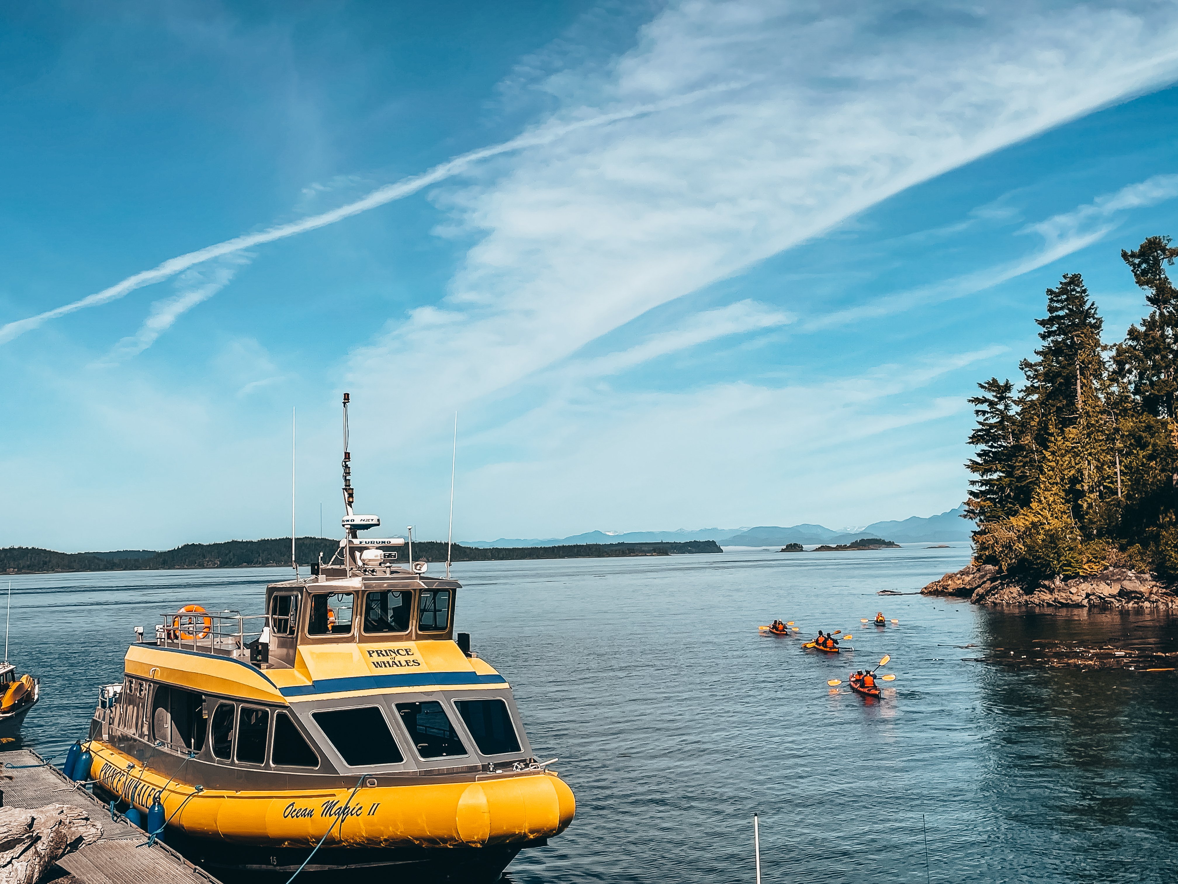 Vancouver whale watching tour — orcas and marine wildlife in the Salish Sea — image 6