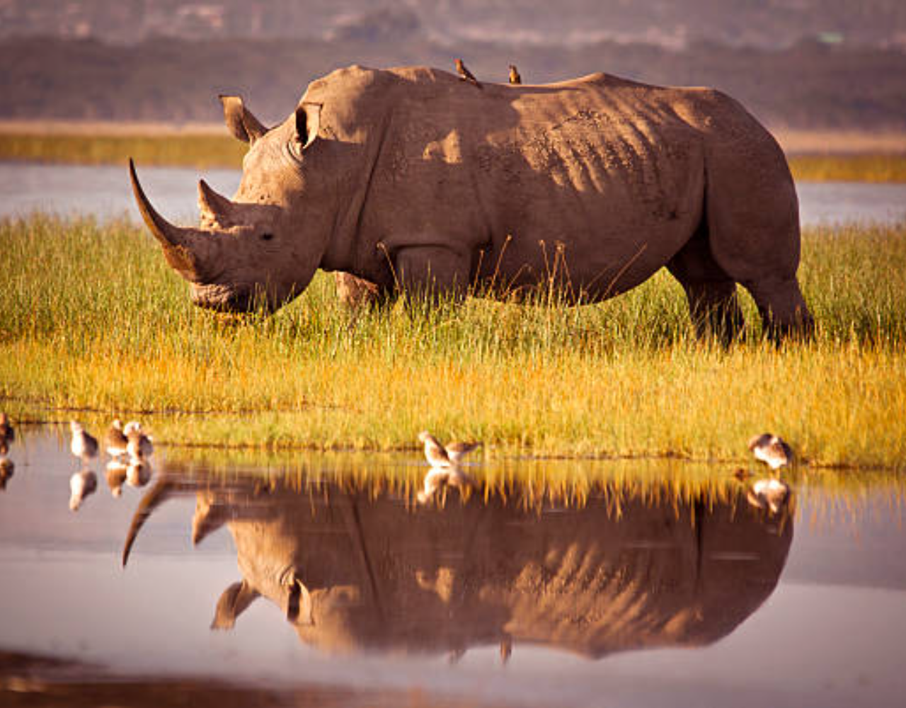 Private Nairobi National Park Safari: Half-Day Excursion