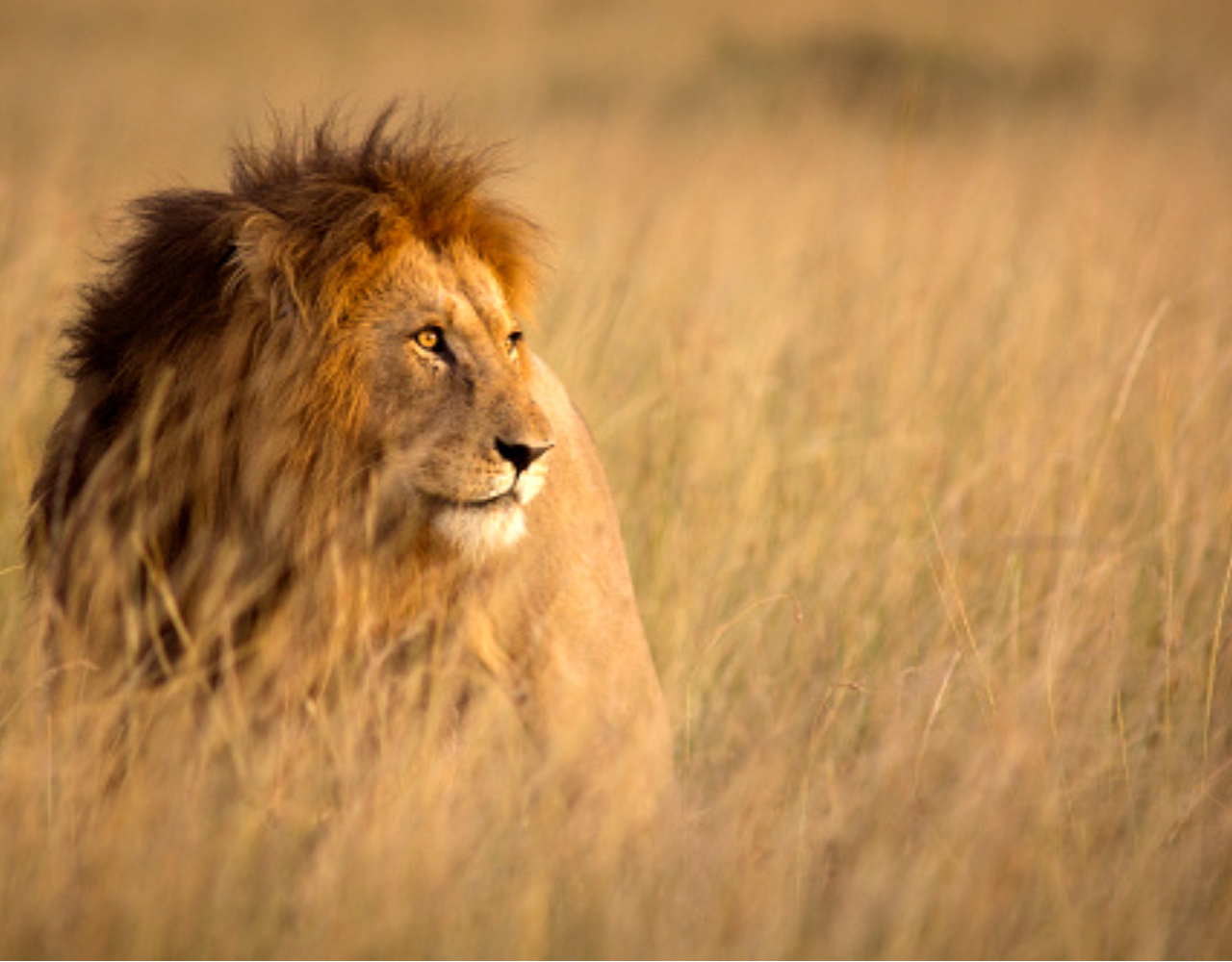 Private Nairobi National Park Safari: Half-Day Excursion