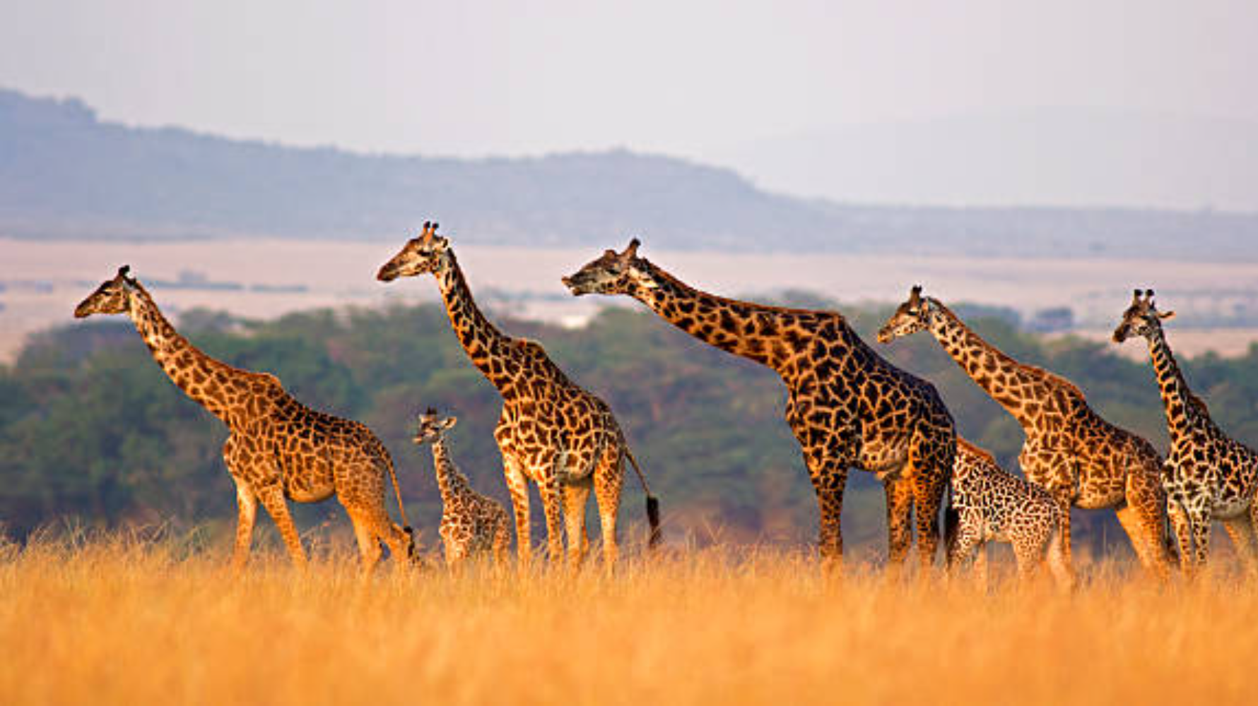 Private Nairobi National Park Safari: Half-Day Excursion