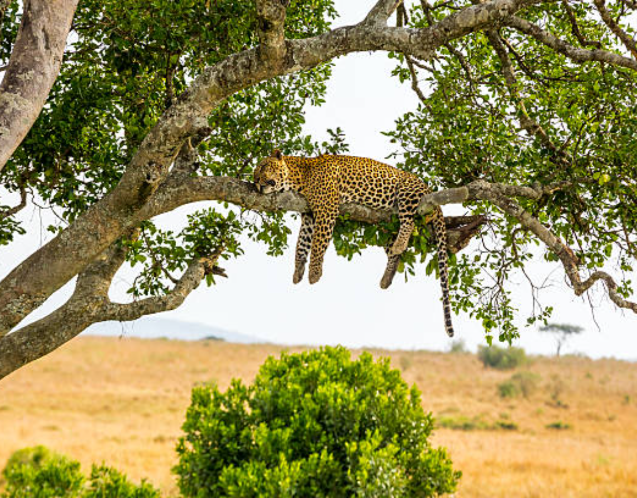 Private Nairobi National Park Safari: Half-Day Excursion