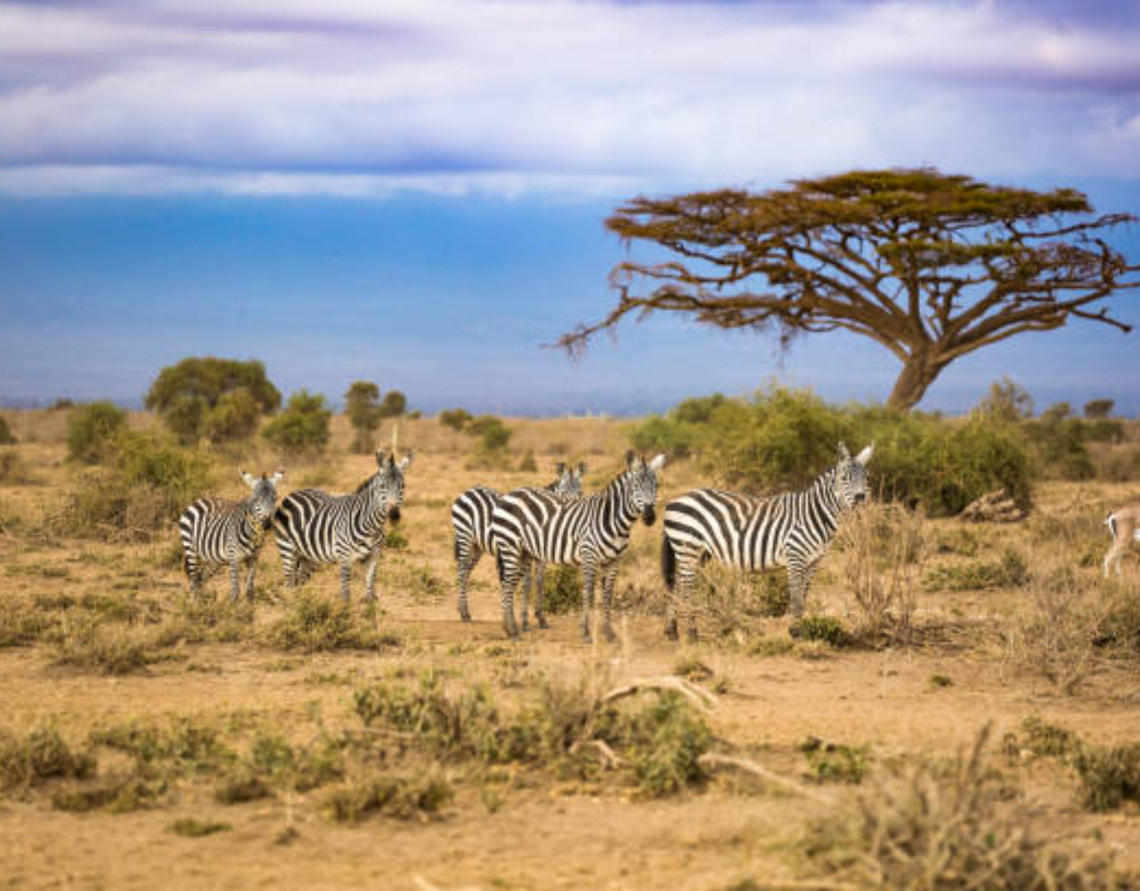 Private Nairobi National Park Safari: Half-Day Excursion