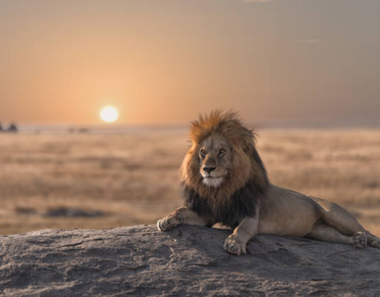 Private Nairobi National Park Safari: Half-Day Excursion