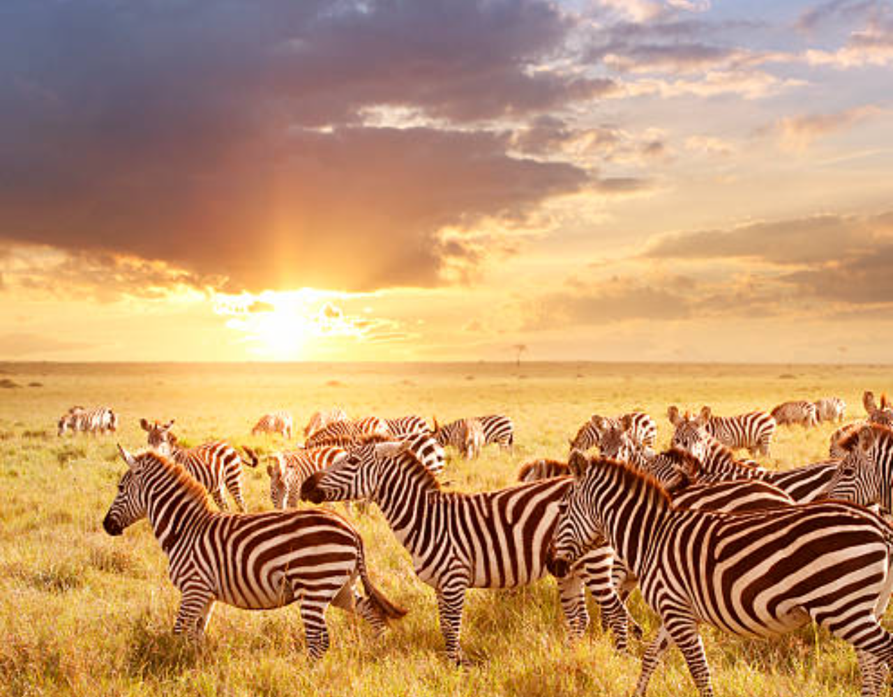 Private Nairobi National Park Safari: Half-Day Excursion