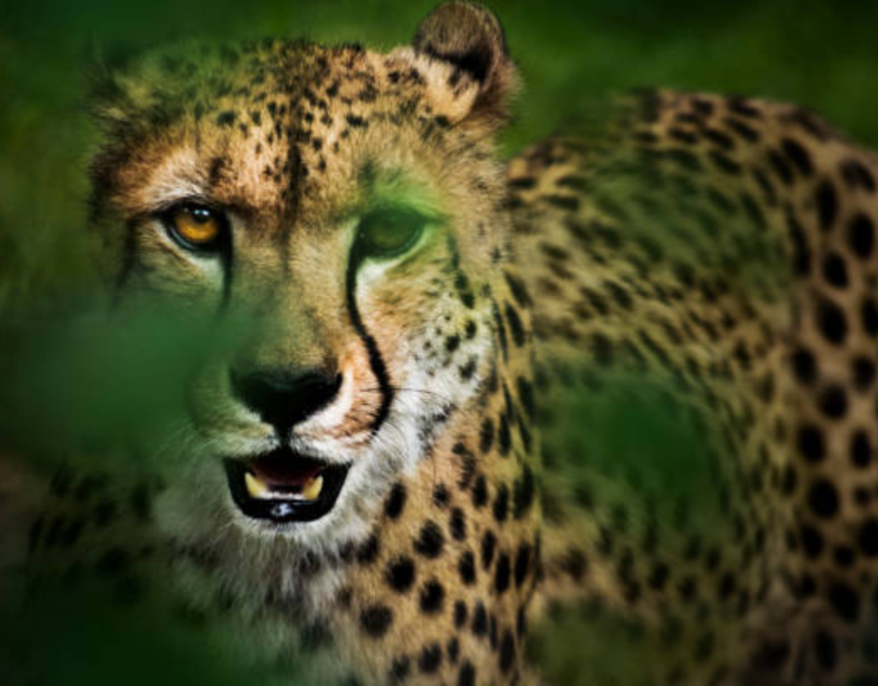 Private Nairobi National Park Safari: Half-Day Excursion